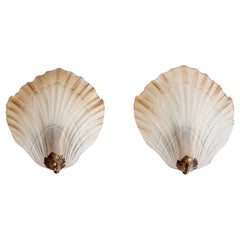 French Designer, Wall Lights, Glass, Brass, France, 1960s