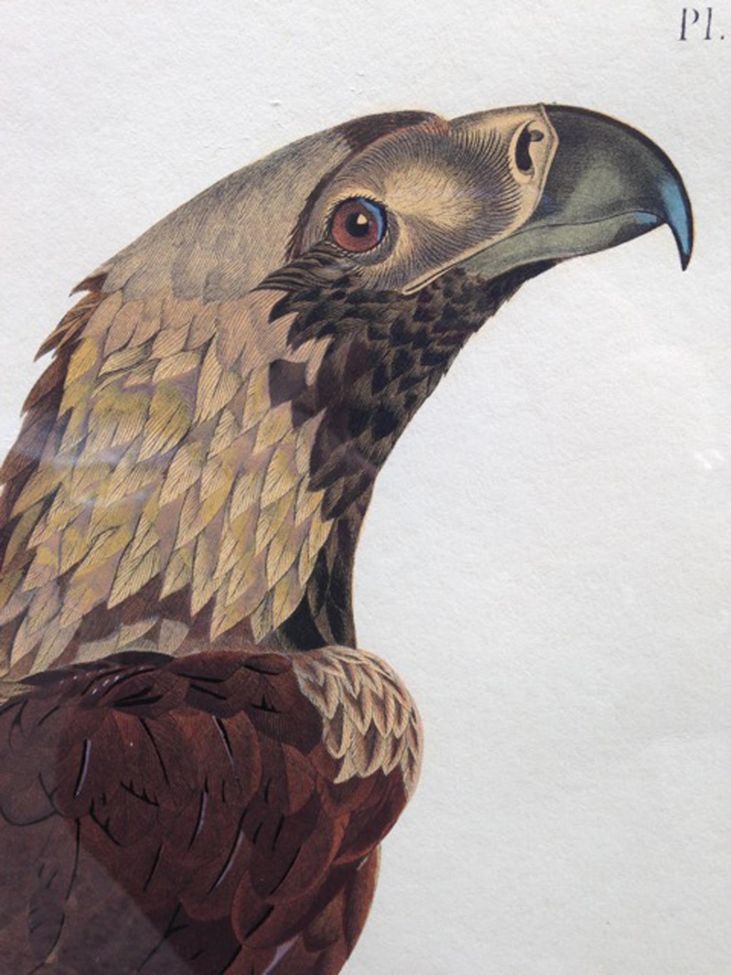 Französische Gravur eines Adlers aus der Beschreibung von Ägypten, J. Ces. Savigny im Angebot 5