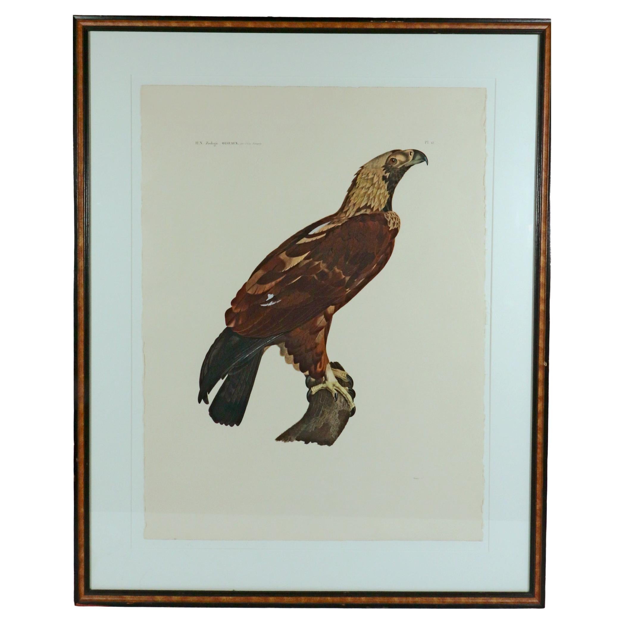 French Engraving of the Eastern Imperial Eagle from the Description de l'Egypte. 
J. Ces. Savigny,
1809-1813.

The large stipple engraving depicts the Imperial Eagle ~ This is Aquila heliaca or the Eastern Imperial Eagle. It is the species whose