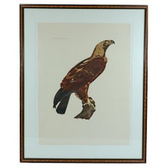 French Engraving of an Eagle from the Description de l'Egypte, J. Ces. Savigny