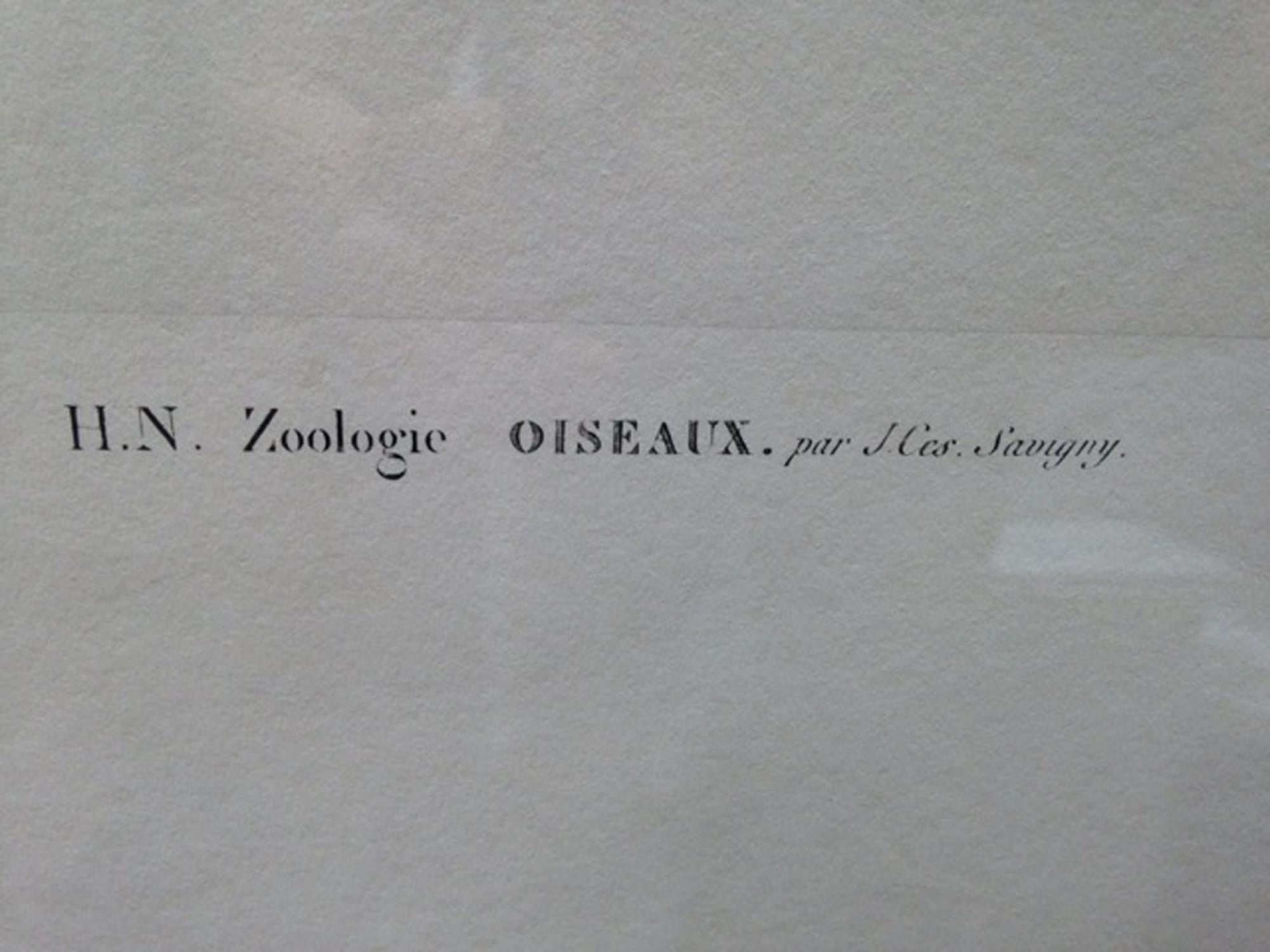Französische Gravur eines Adlers aus der Beschreibung von Ägypten, J. Ces. Savigny (Neoklassisch) im Angebot