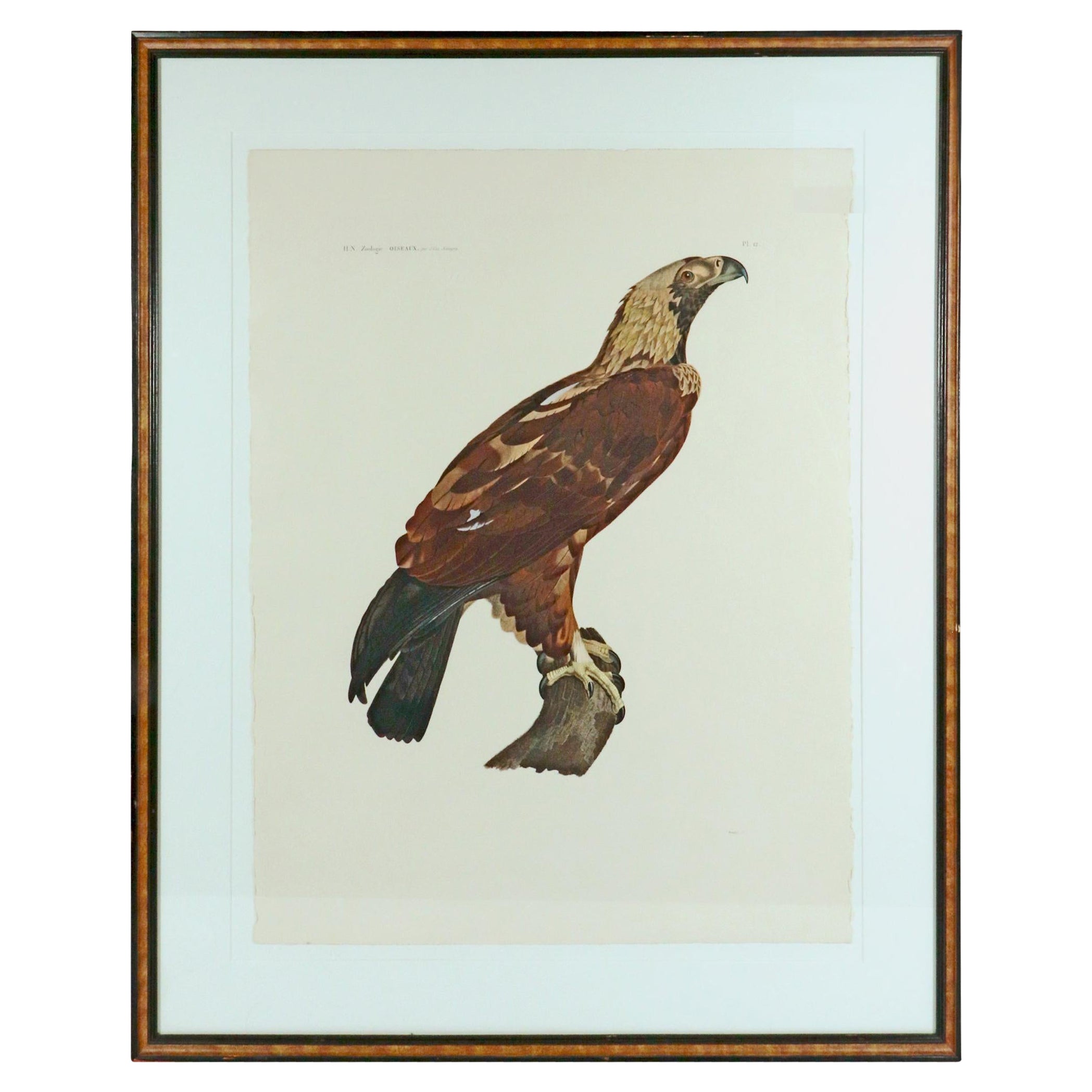 Französische Gravur eines Adlers aus der Beschreibung von Ägypten, J. Ces. Savigny im Angebot