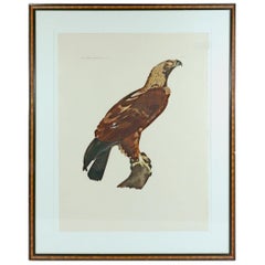 Gravure française d'un aigle de la Description de l'Égypte, J. Ces. Savigny