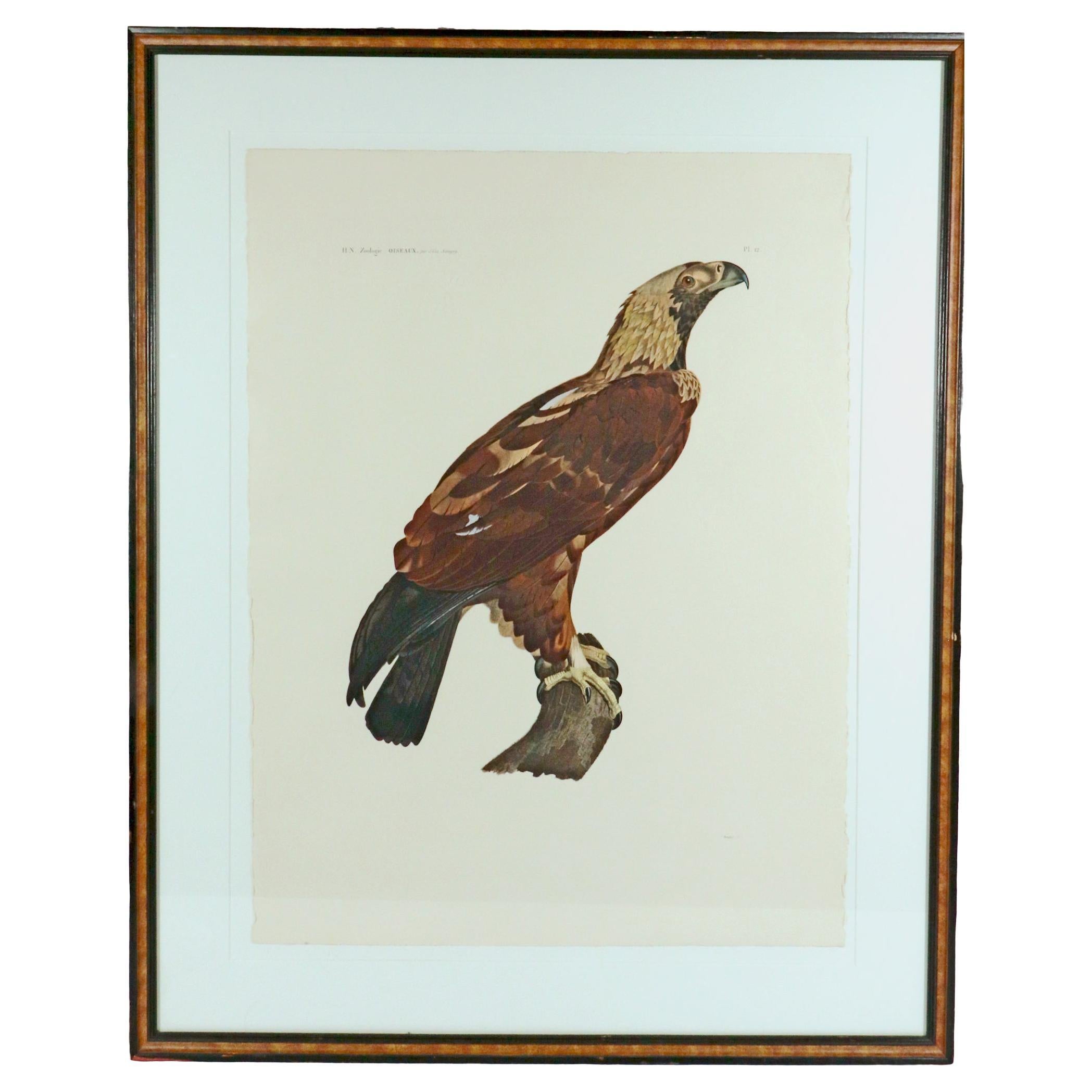 Französische Gravur eines Adlers aus der Beschreibung von Ägypten, J. Ces. Savigny im Angebot