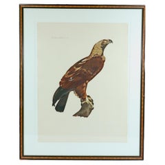 Französische Gravur eines Adlers aus der Beschreibung von Ägypten, J. Ces. Savigny