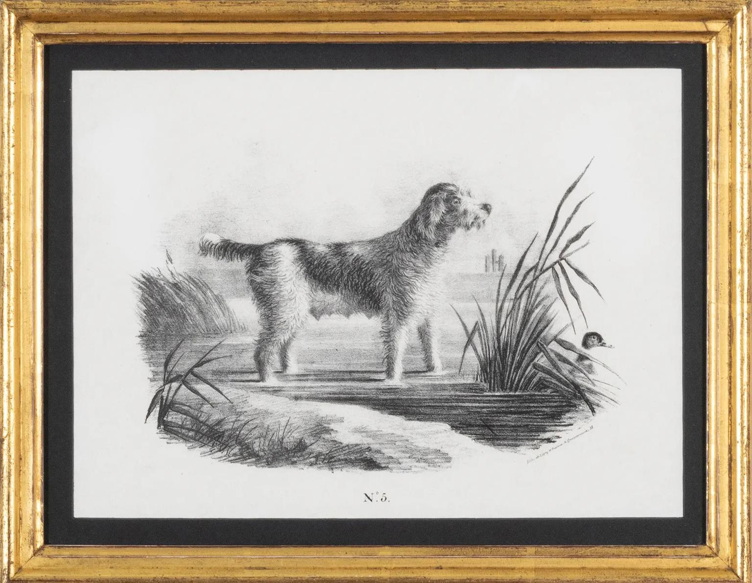 French Engravings of Hunting Dogs 4