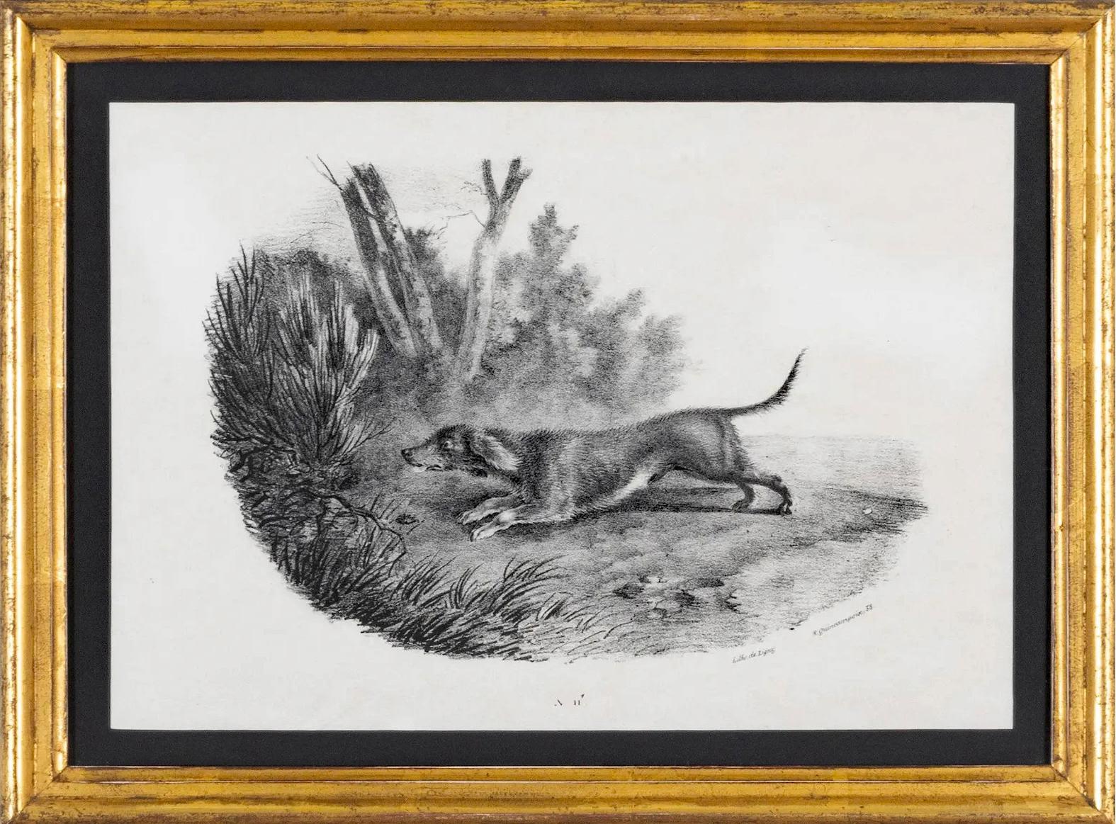 French Engravings of Hunting Dogs 6