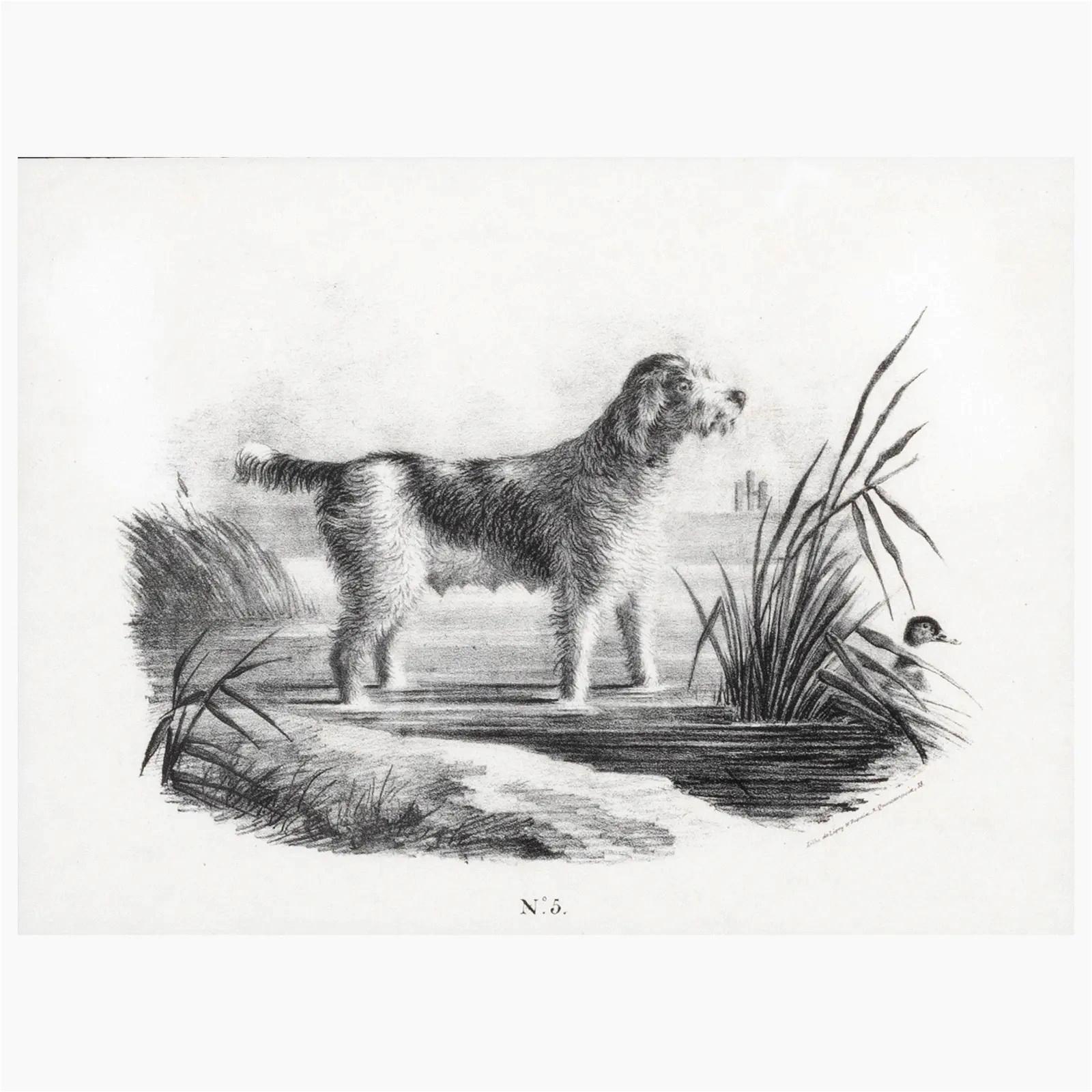 French Engravings of Hunting Dogs 3
