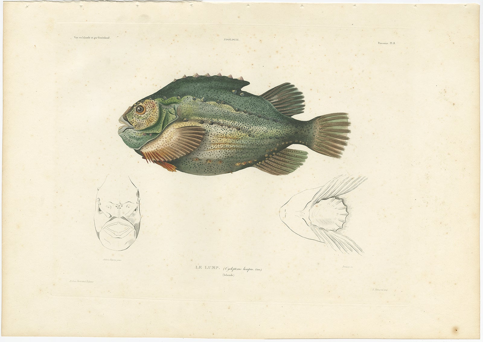 Antiker Druck des Lumpsuckers (Cyclopterus Lumpus) - handkolorierte französische Lithographie, 1845

Diese auffällige handkolorierte Lithografie zeigt den Lump (Cyclopterus lumpus), allgemein bekannt als Lumpsucker oder Lumpfish, eine