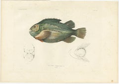 French Fish Illustration – Lumpsucker or Lumpfis – Hand-Colored Litho, 1845