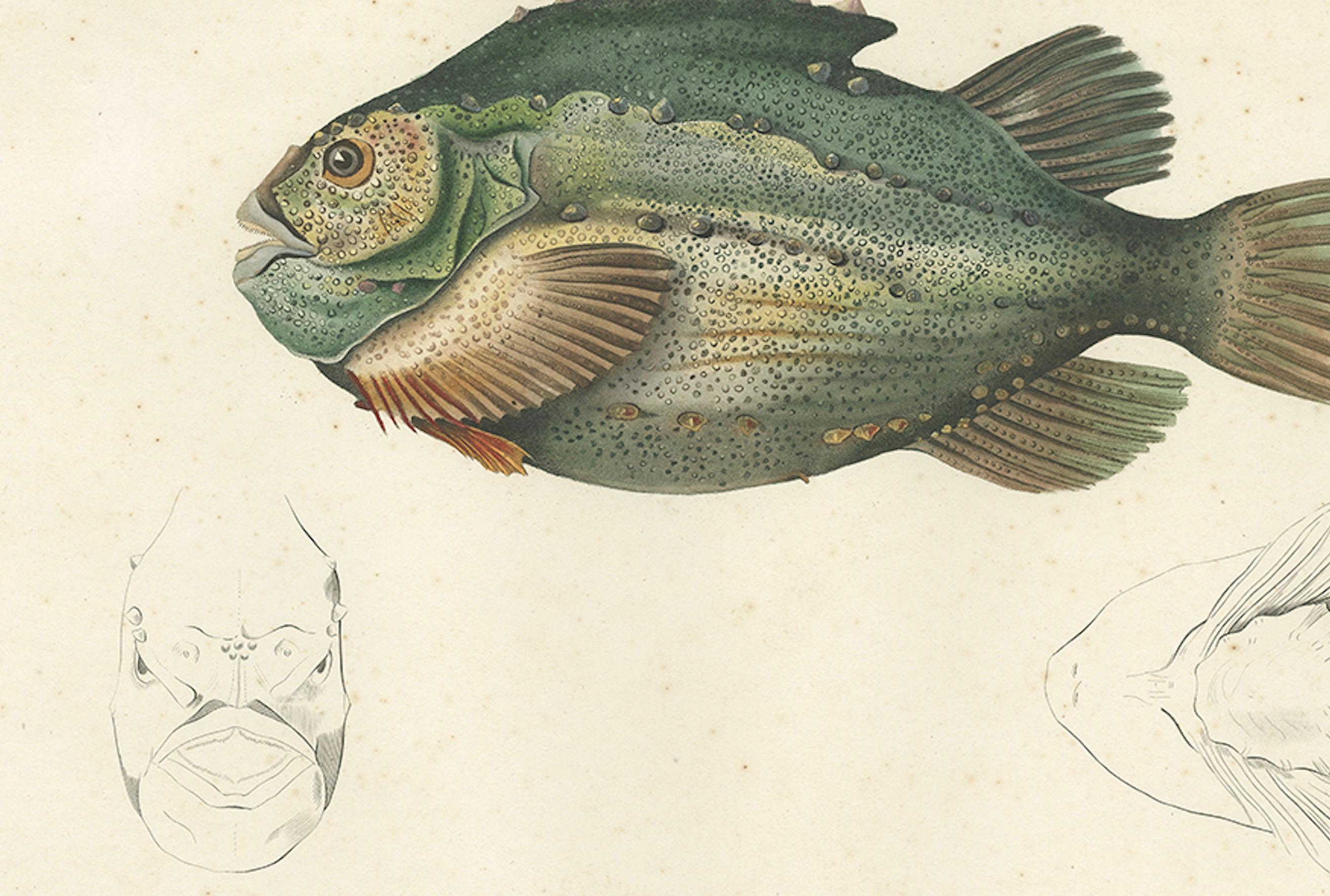 Französische Fischillustration - Lumpsucker oder Lumpfis - Handkolorierte Litho, 1845 im Zustand „Gut“ im Angebot in Langweer, NL