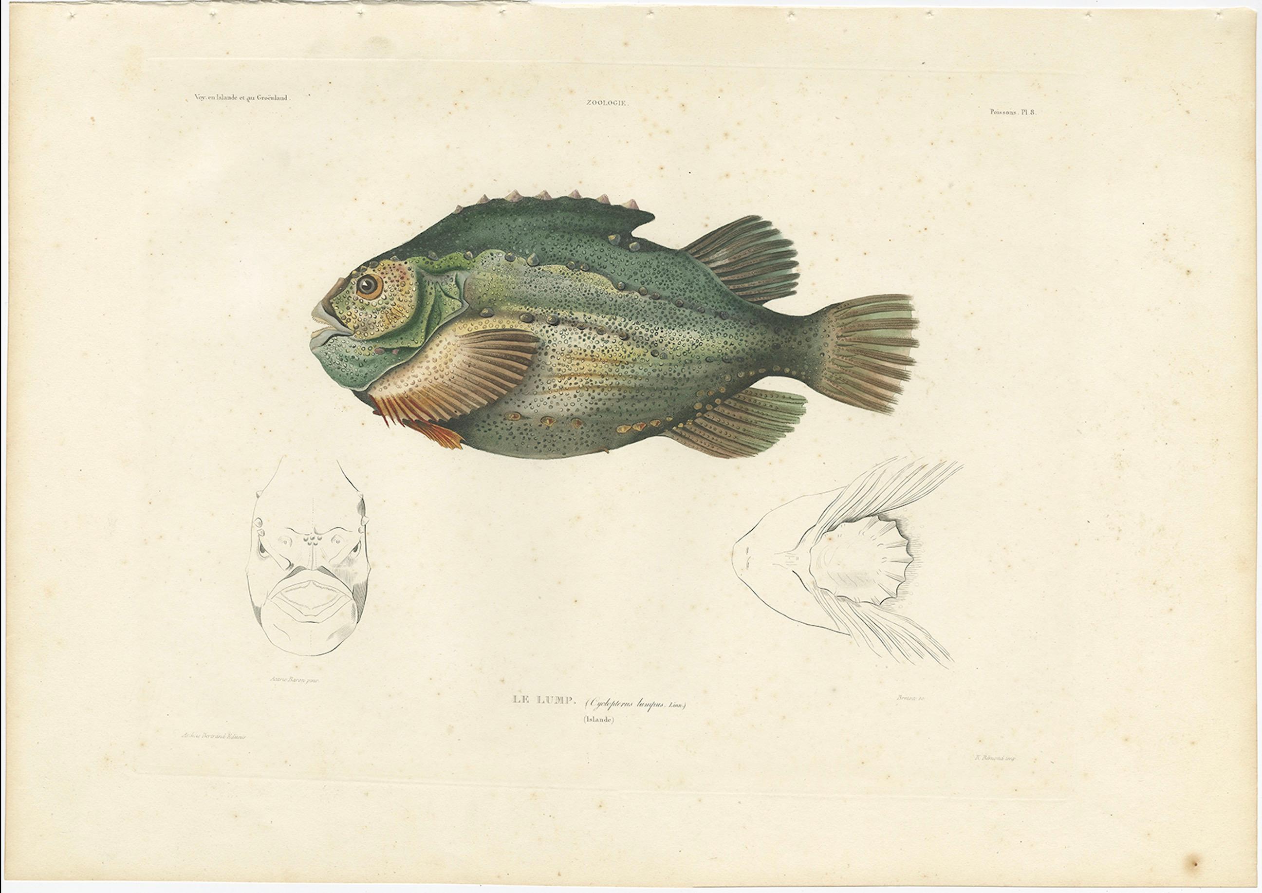 Französische Fischillustration - Lumpsucker oder Lumpfis - Handkolorierte Litho, 1845 (19. Jahrhundert) im Angebot