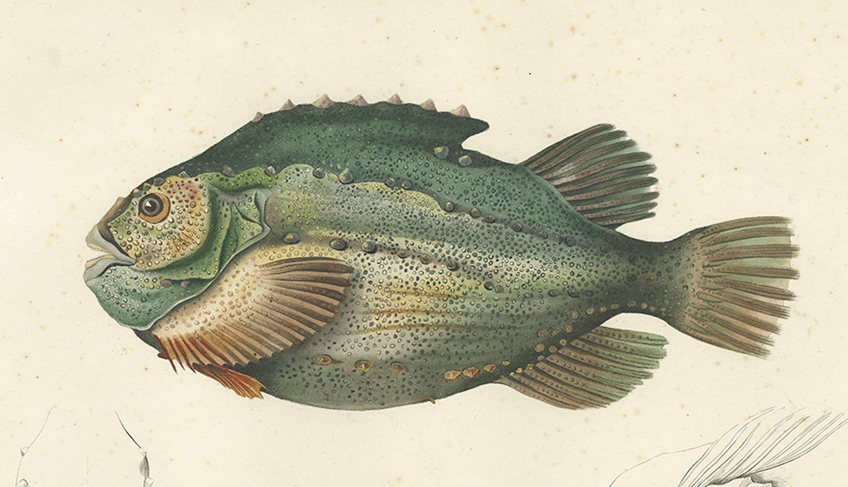 Französische Fischillustration - Lumpsucker oder Lumpfis - Handkolorierte Litho, 1845 (Papier) im Angebot