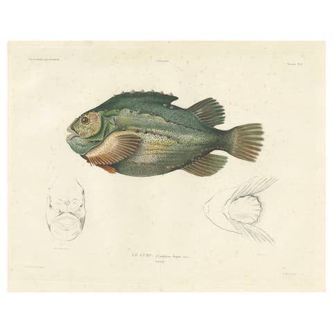 French Fish Illustration – Lumpsucker or Lumpfis – Hand-Colored Litho, 1845