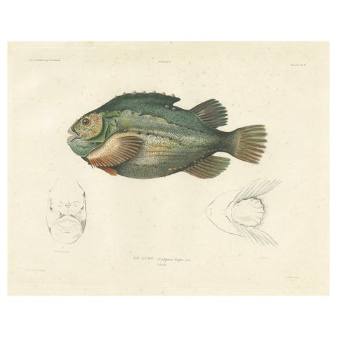 French Fish Illustration, Lumpsucker or Lumpfis, Hand-Colored Litho, 1845