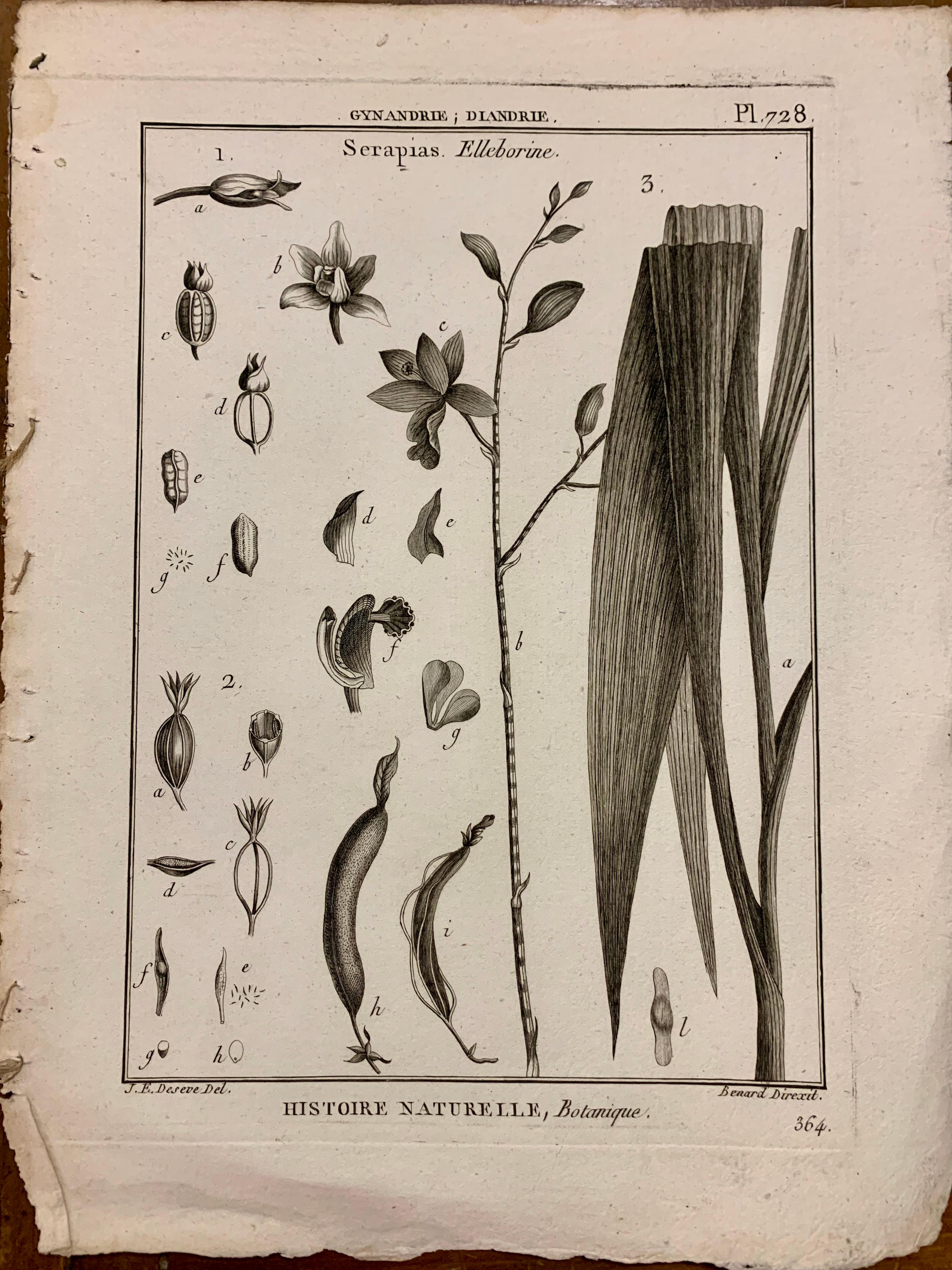 Französisch, 18. Jahrhundert  Komposition aus botanischen Drucken aus Buffon und Schwarz  neuer Rahmen (21. Jahrhundert und zeitgenössisch) im Angebot