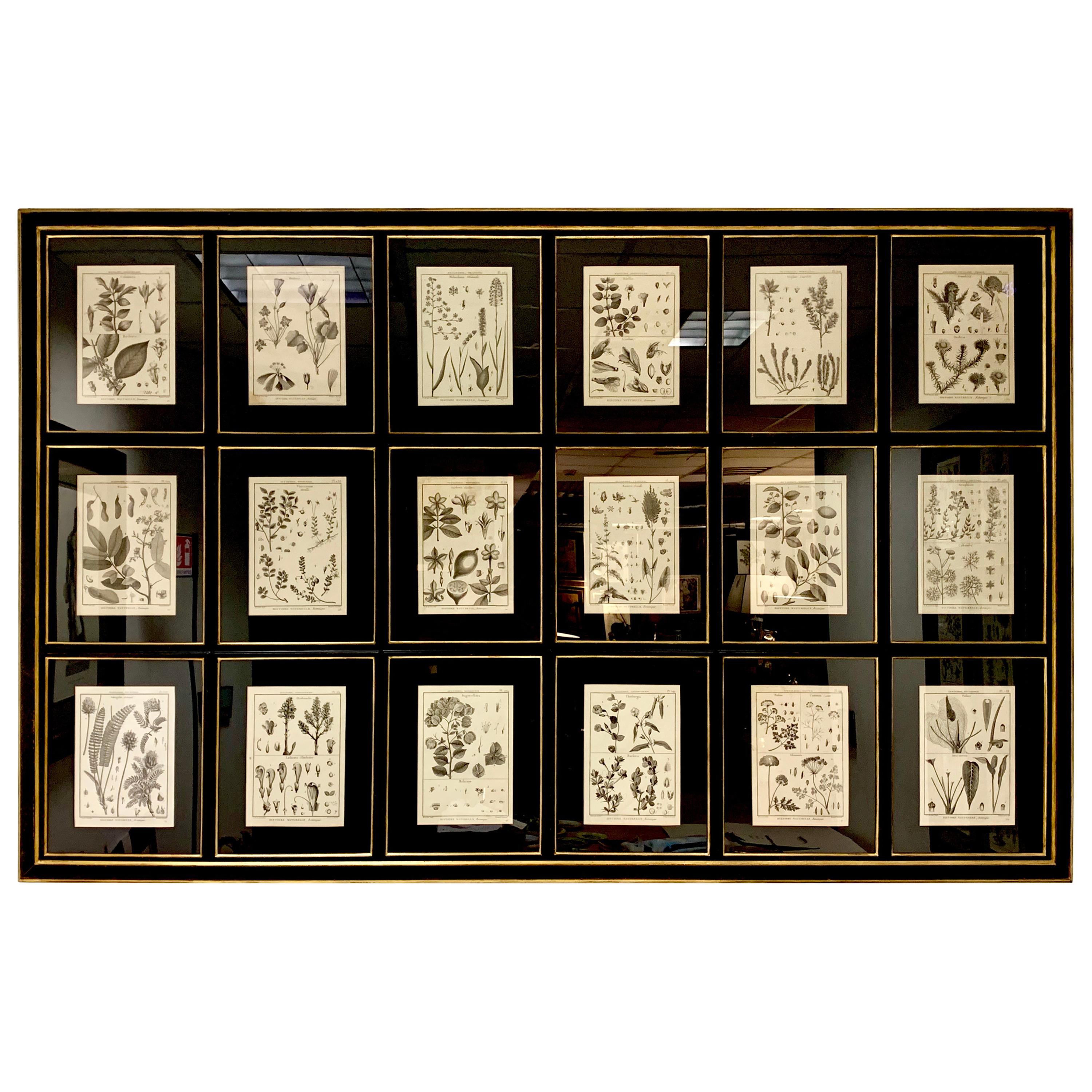 18th Century French  Buffon botanical prints Composition with black frame
