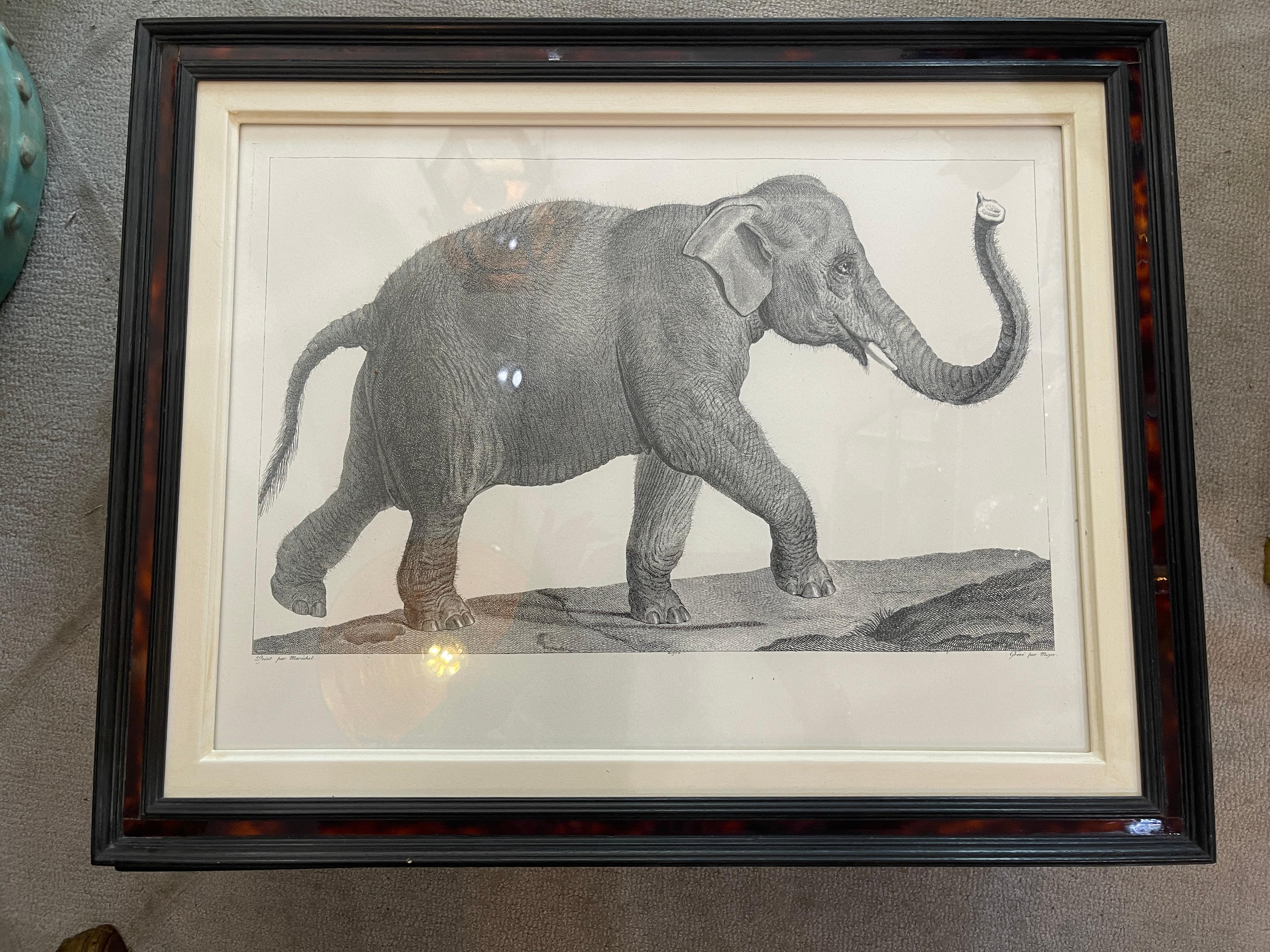 French Framed African Animal 18Th C Prints, Set of 11 3
