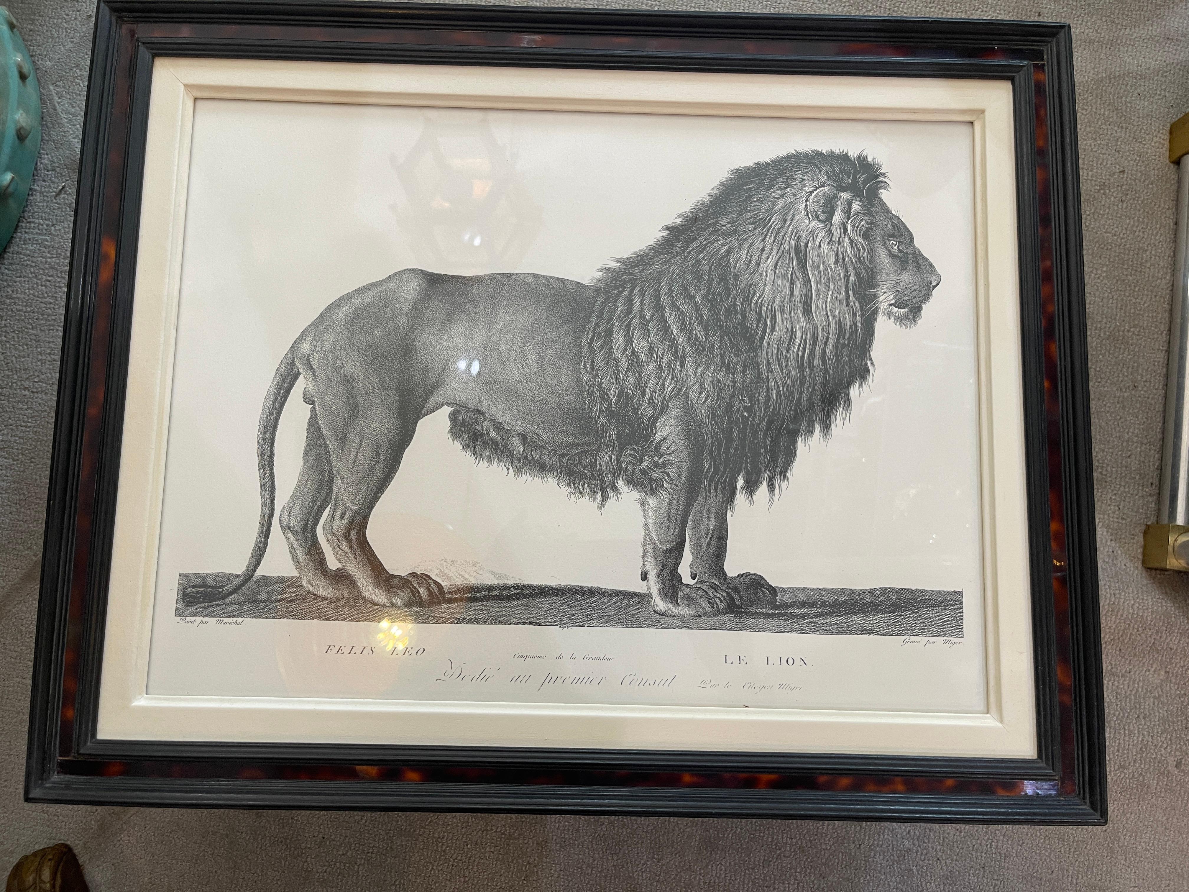 French Framed African Animal 18Th C Prints, Set of 11 4