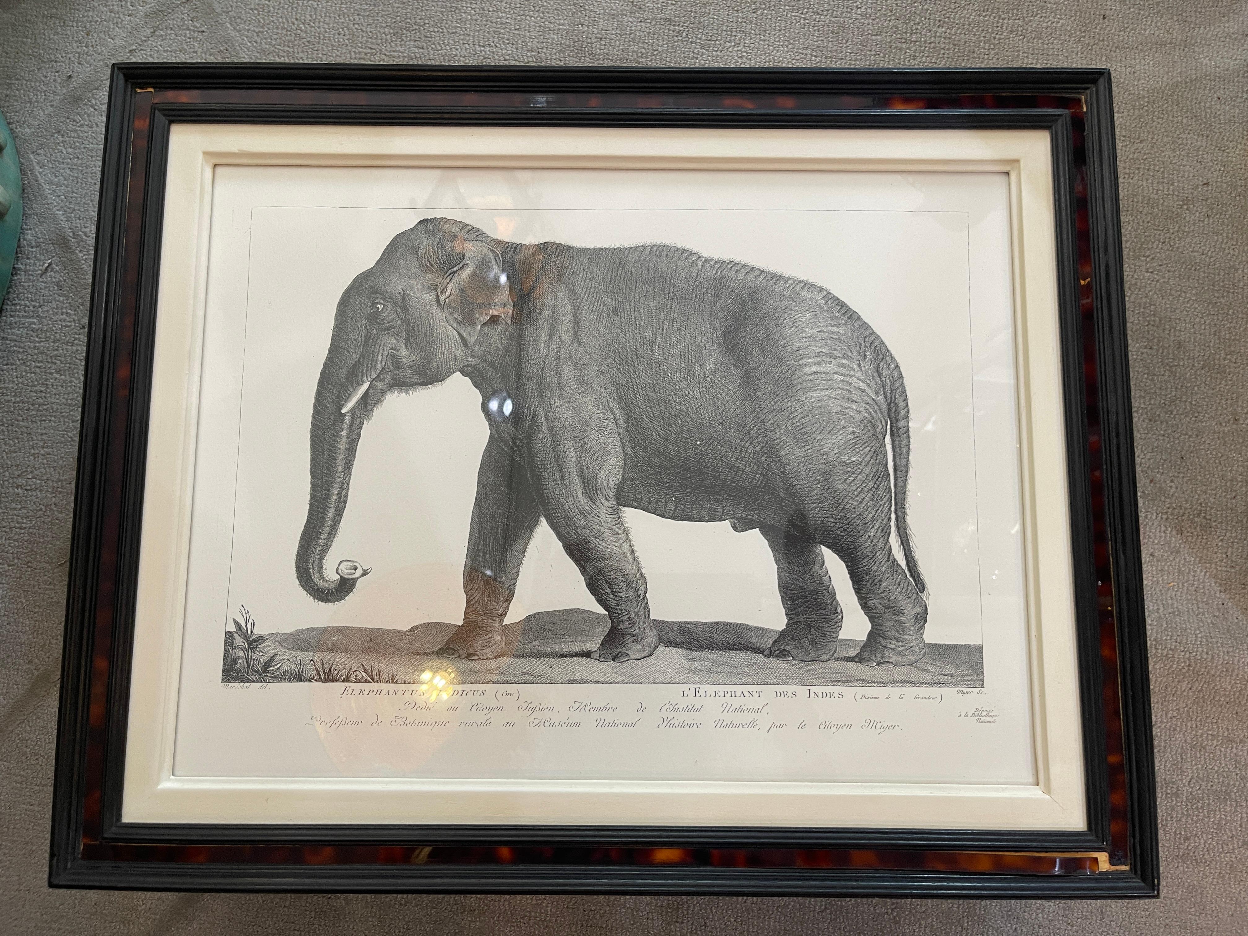 French Framed African Animal 18Th C Prints, Set of 11 5