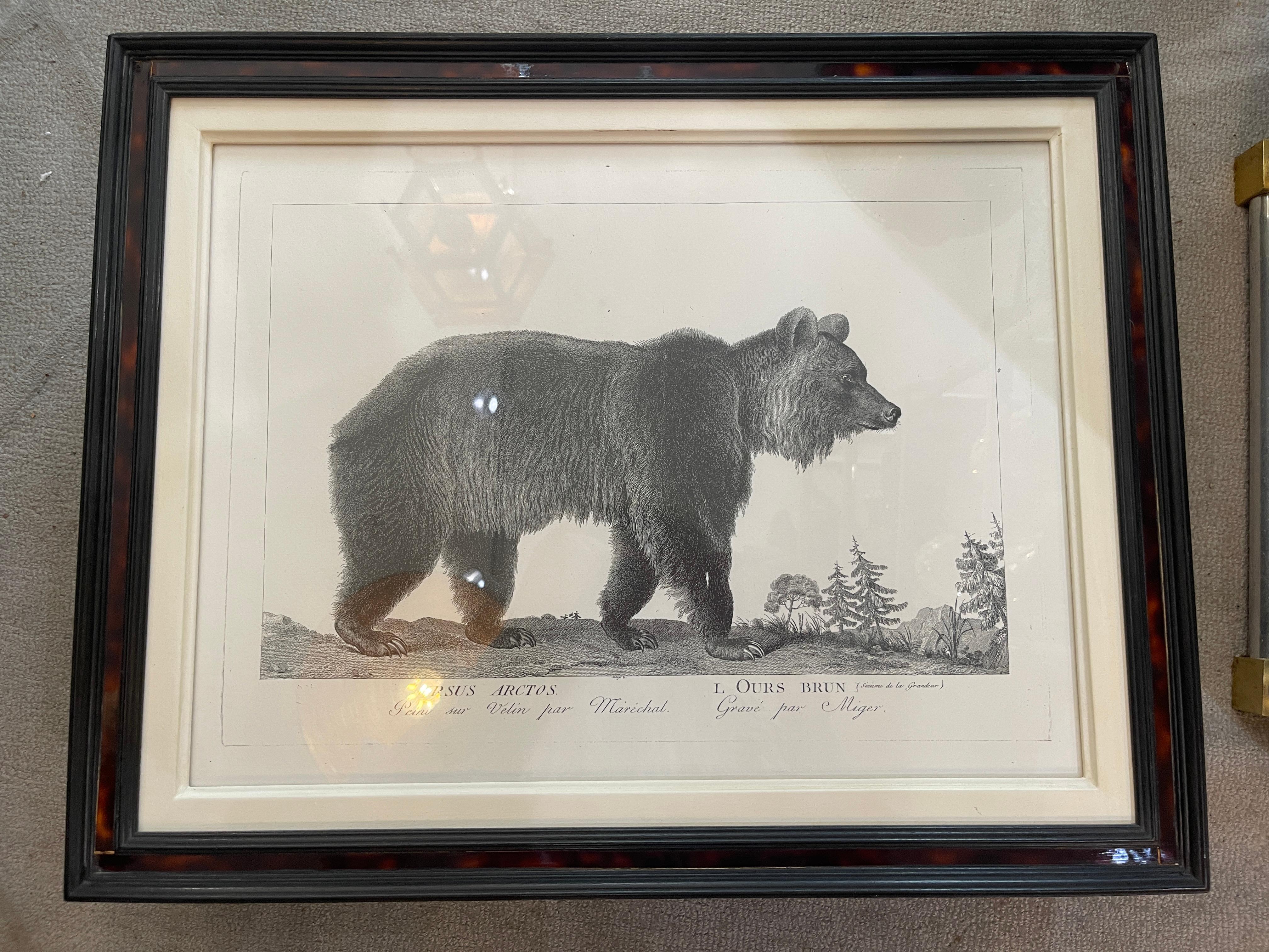 French Framed African Animal 18Th C Prints, Set of 11 6