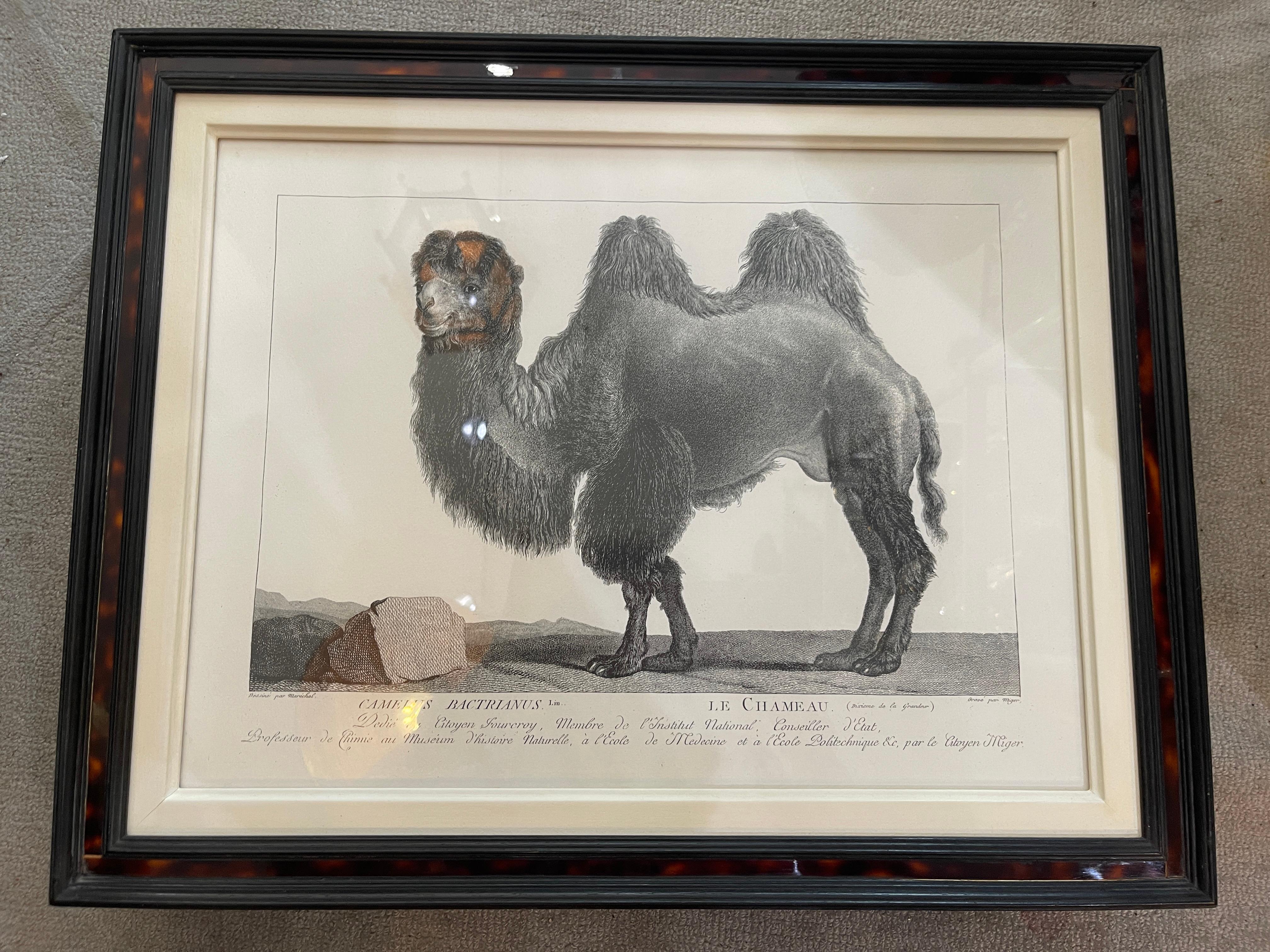 French Framed African Animal 18Th C Prints, Set of 11 7