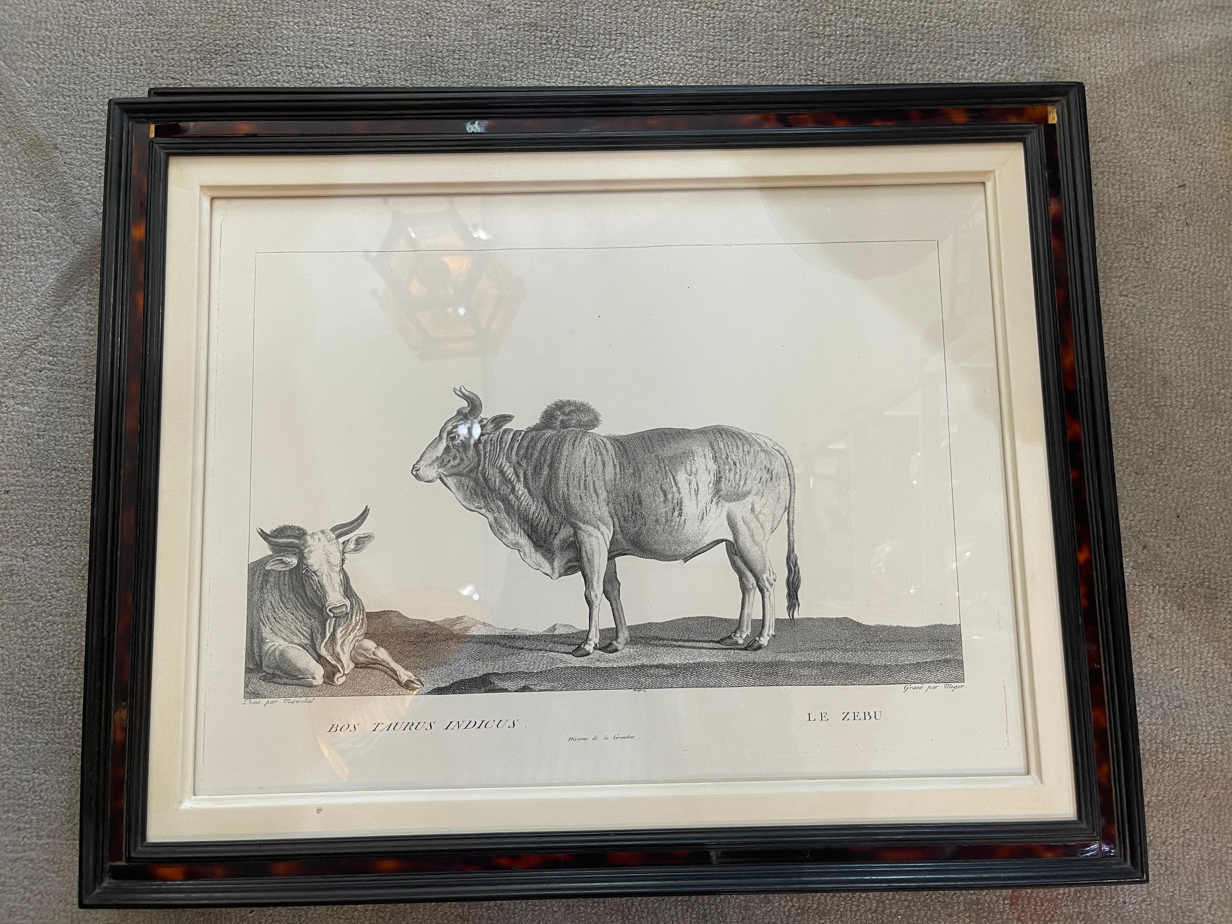 French Framed African Animal 18Th C Prints, Set of 11 8
