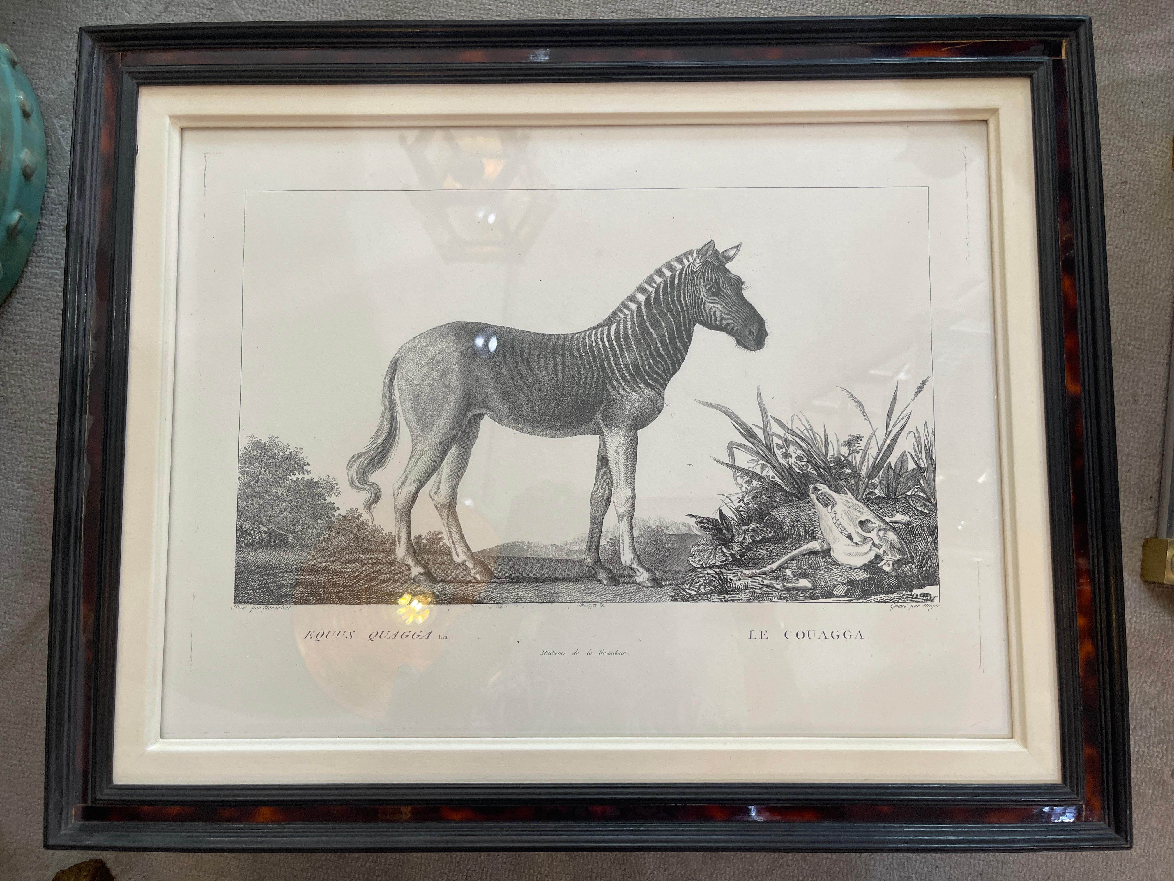 French Framed African Animal 18Th C Prints, Set of 11 9