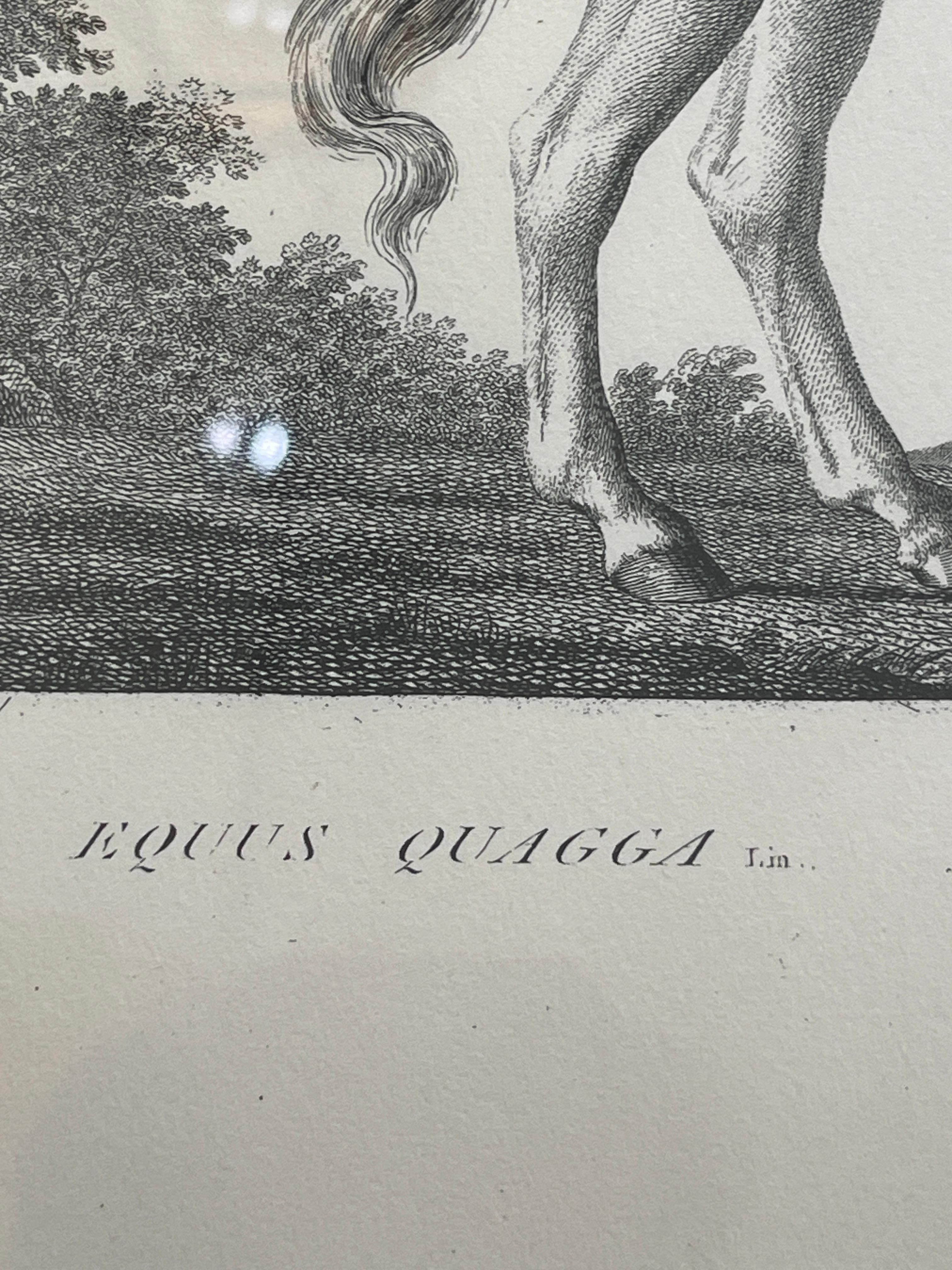 French Framed African Animal 18Th C Prints, Set of 11 10
