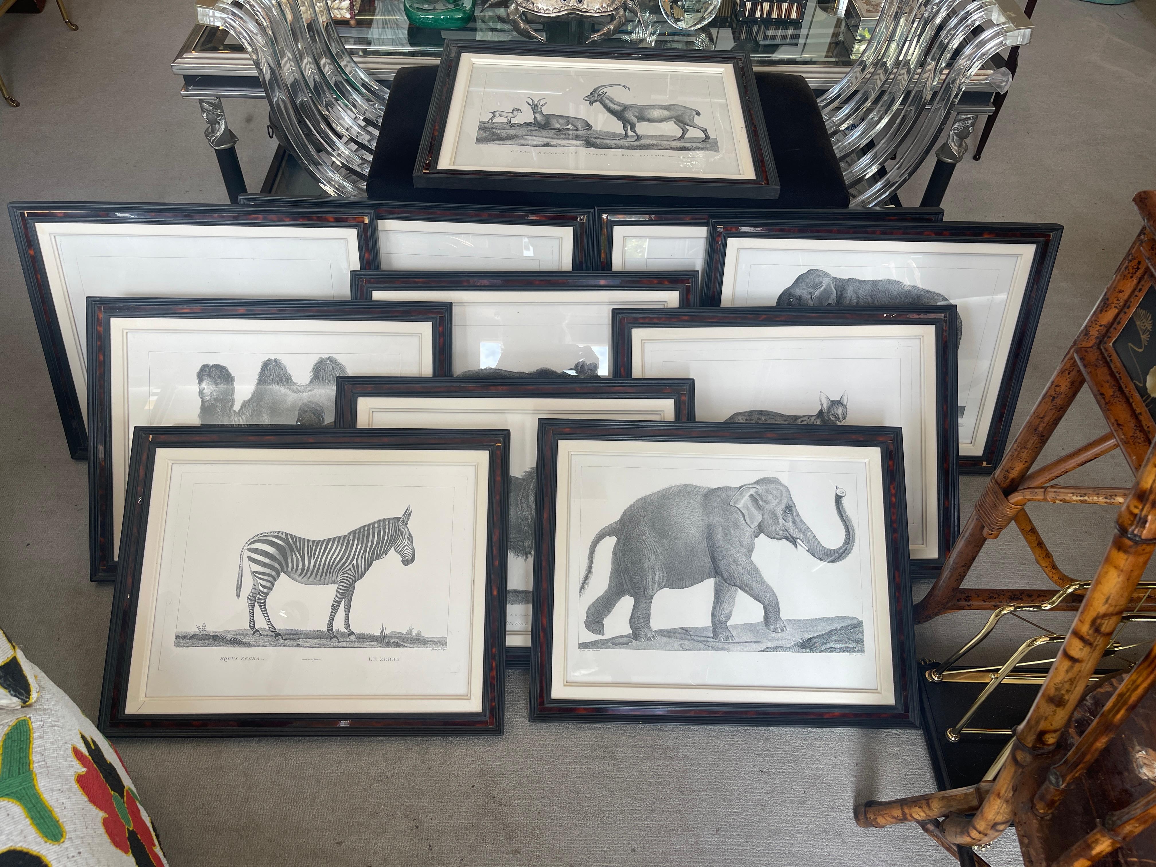 This is a wonderful collection of French 18th C.  Framed African Animal Prints ready to adorn your wall.
Bouc sauvage (Wild Goat) , Zebu, Monkey Rhesus, 2 Elephants from India, Couagga (Half horse half Zebra), Zebra,  African Lion, Chameau (Camel
