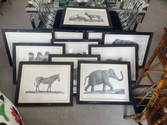 French Framed African Animal 18Th C Prints, Set of 11