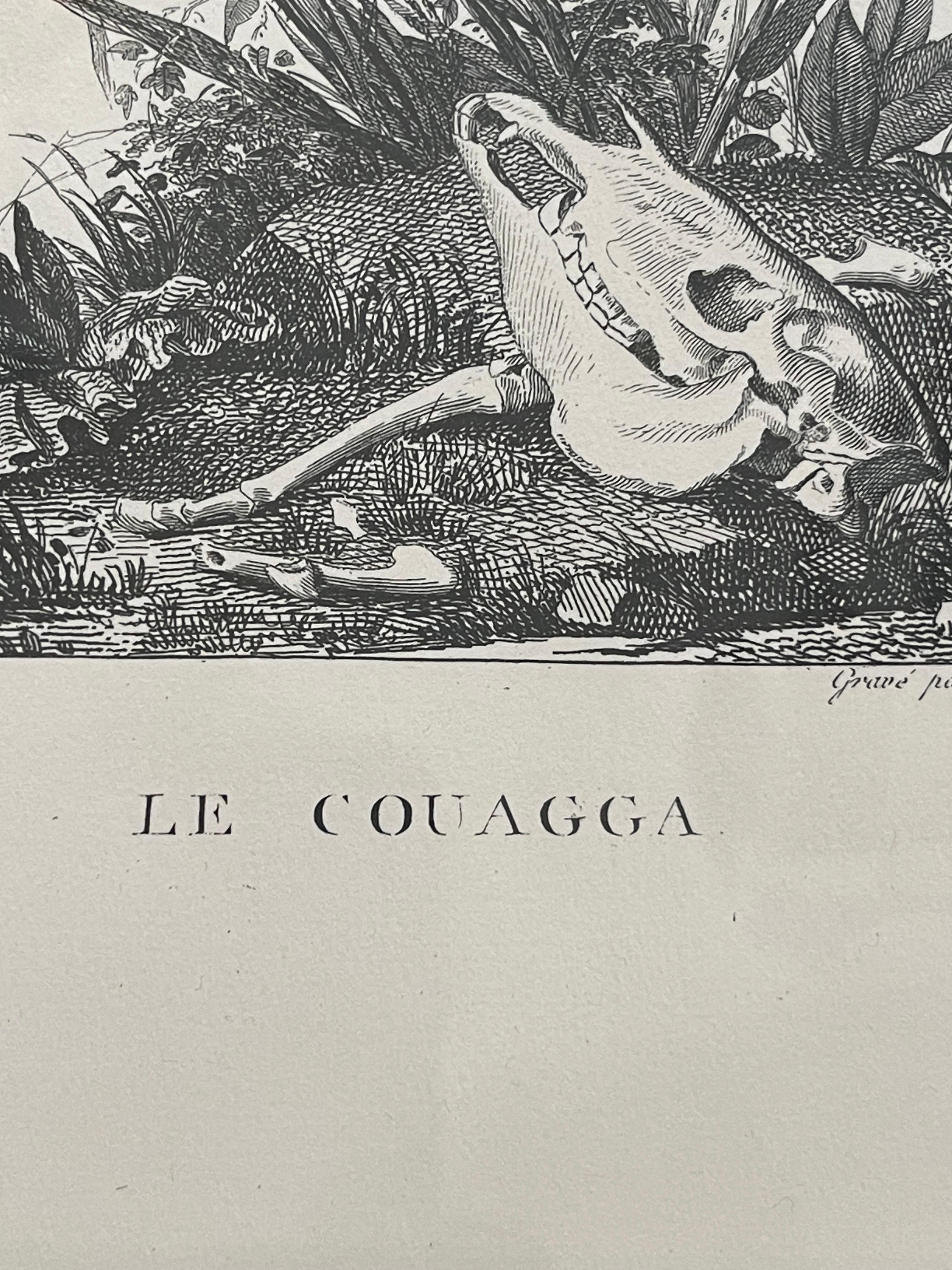 French Framed African Animal 18Th C Prints, Set of 11 13