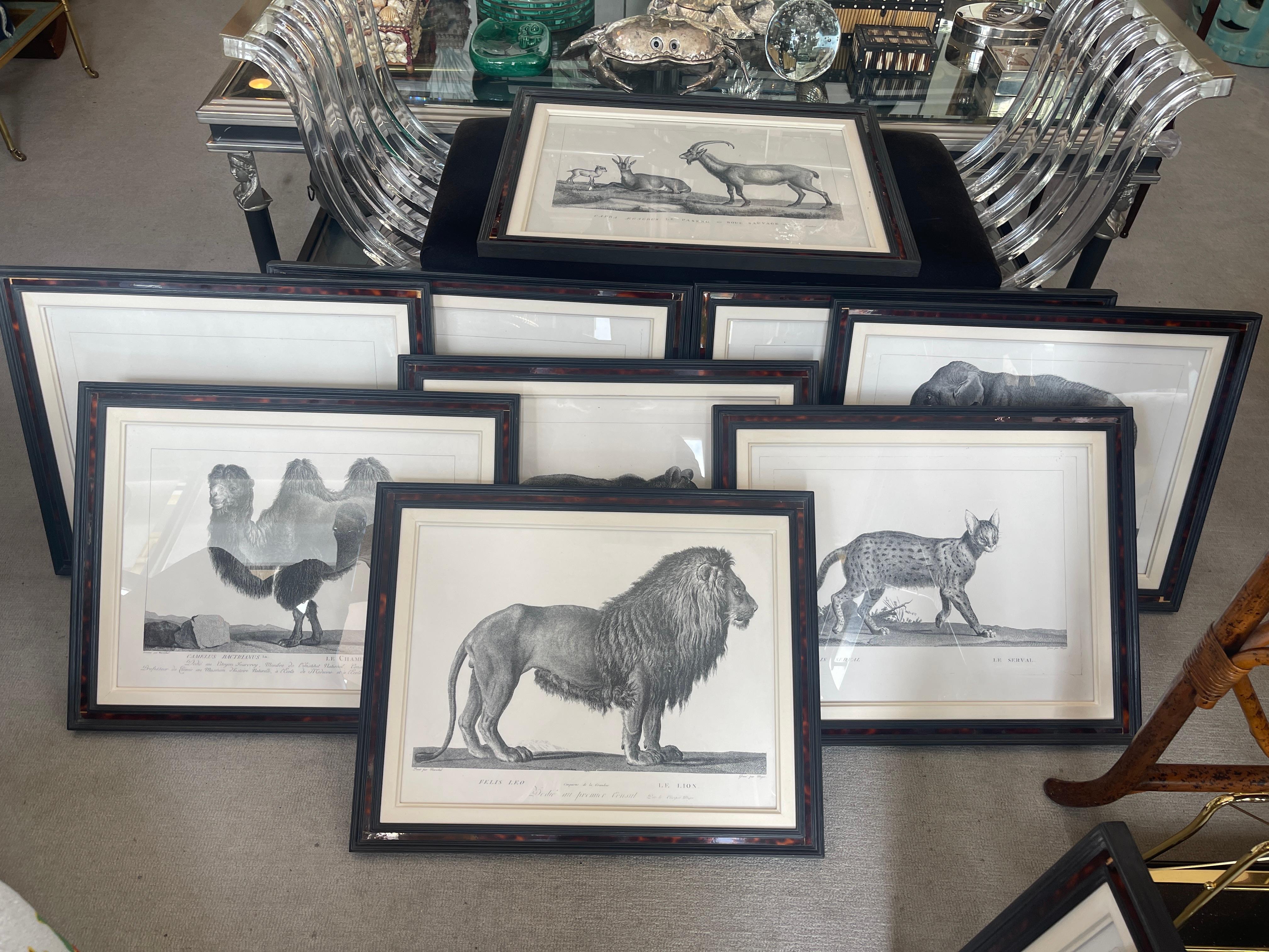 Neoclassical French Framed African Animal 18Th C Prints, Set of 11