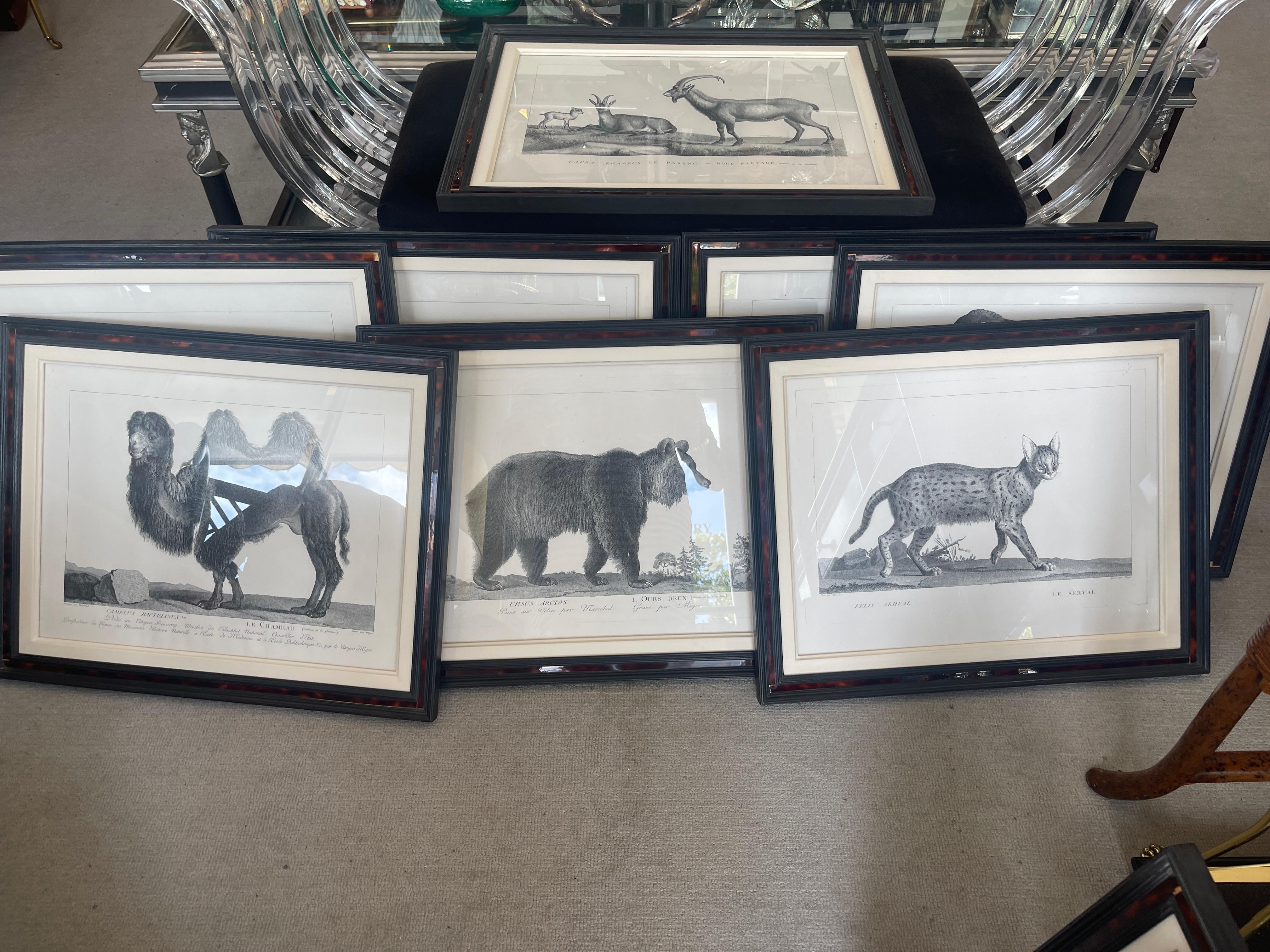 Hand-Crafted French Framed African Animal 18Th C Prints, Set of 11