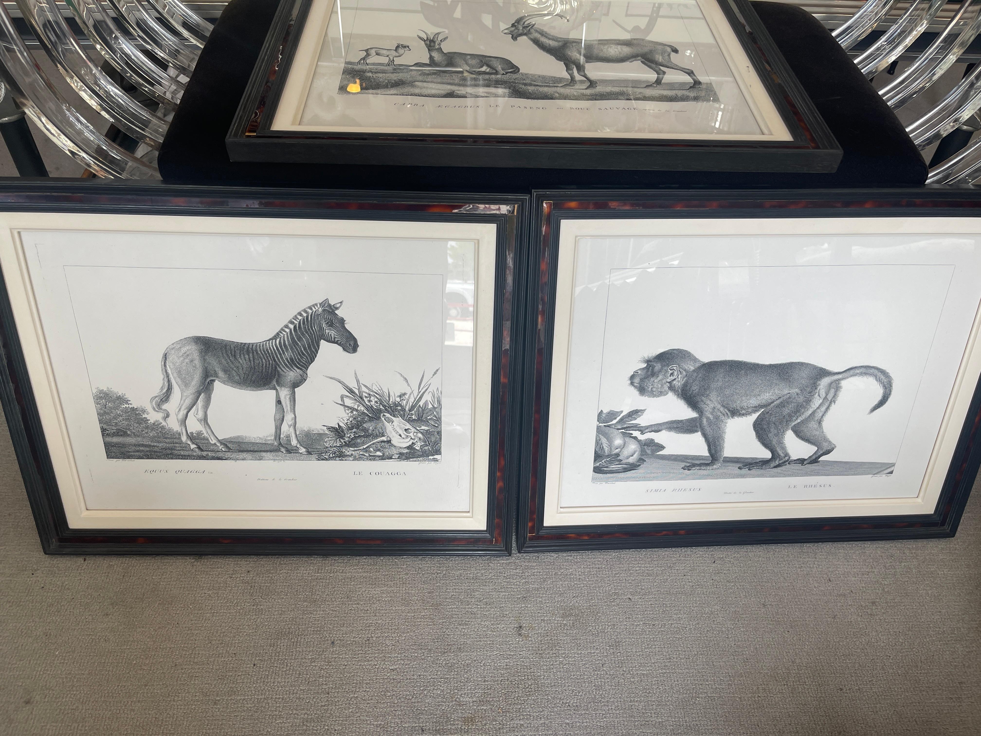 French Framed African Animal 18Th C Prints, Set of 11 In Good Condition In West Palm Beach, FL