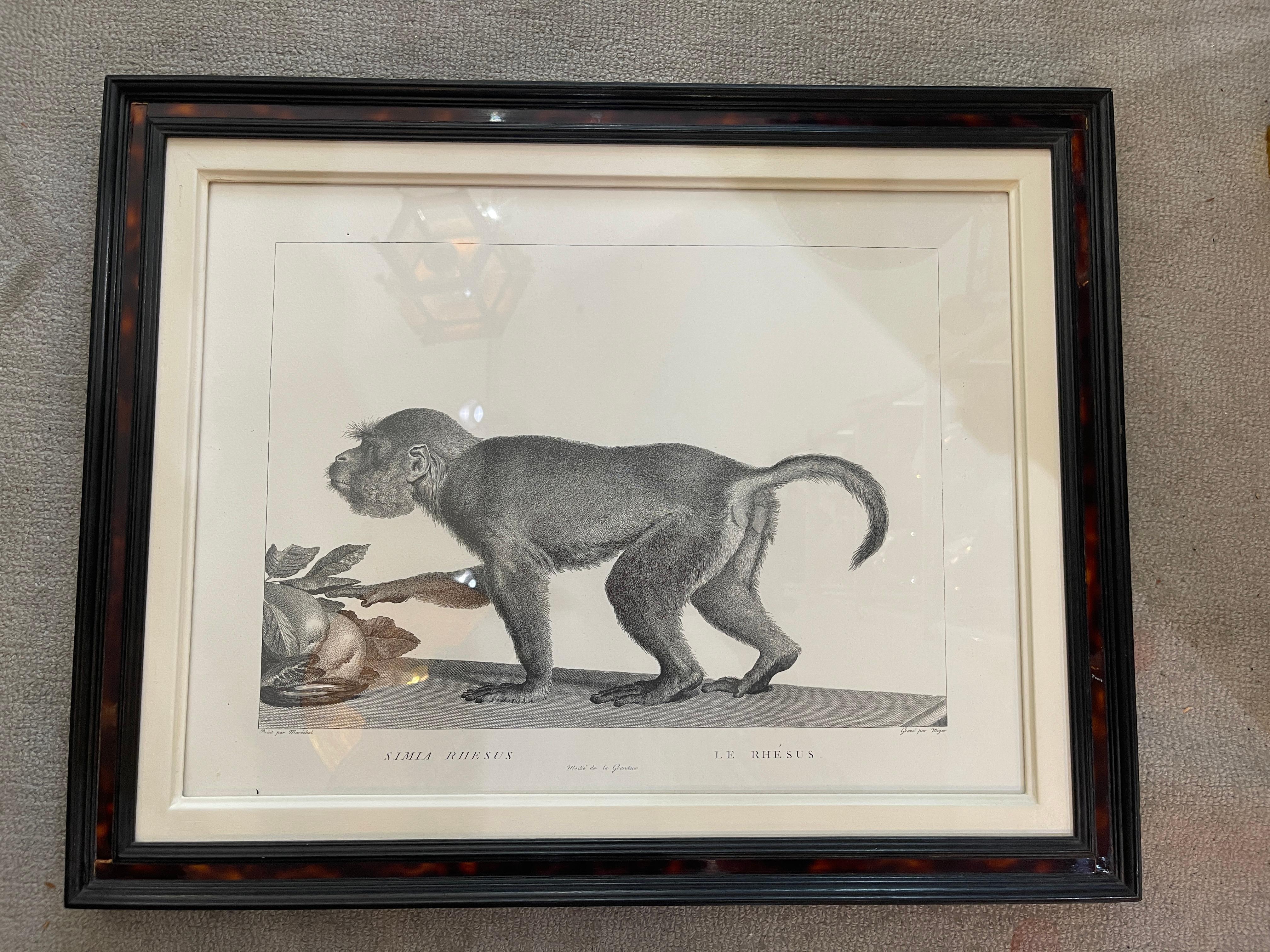 Mid-20th Century French Framed African Animal 18Th C Prints, Set of 11