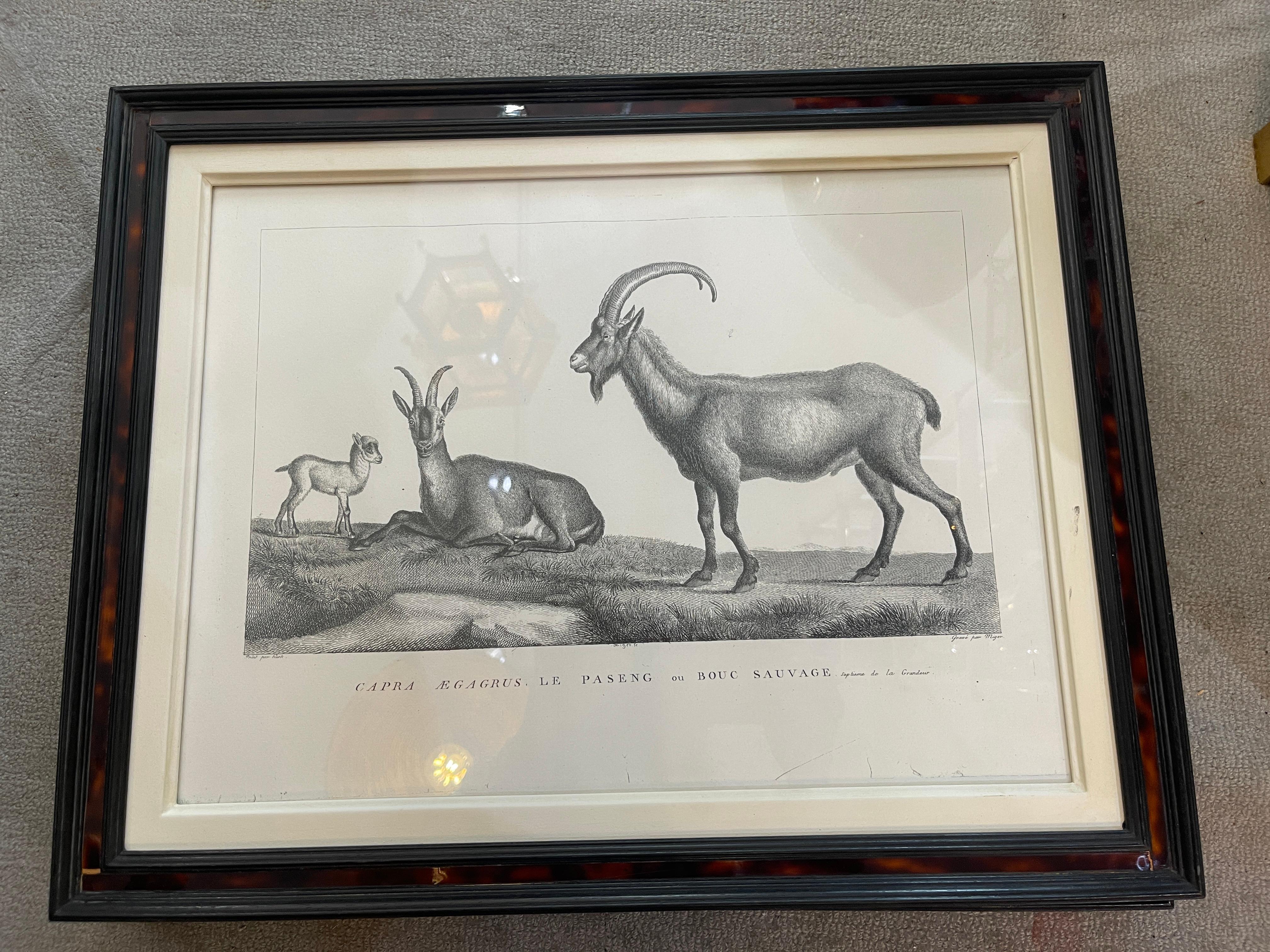 Wood French Framed African Animal 18Th C Prints, Set of 11