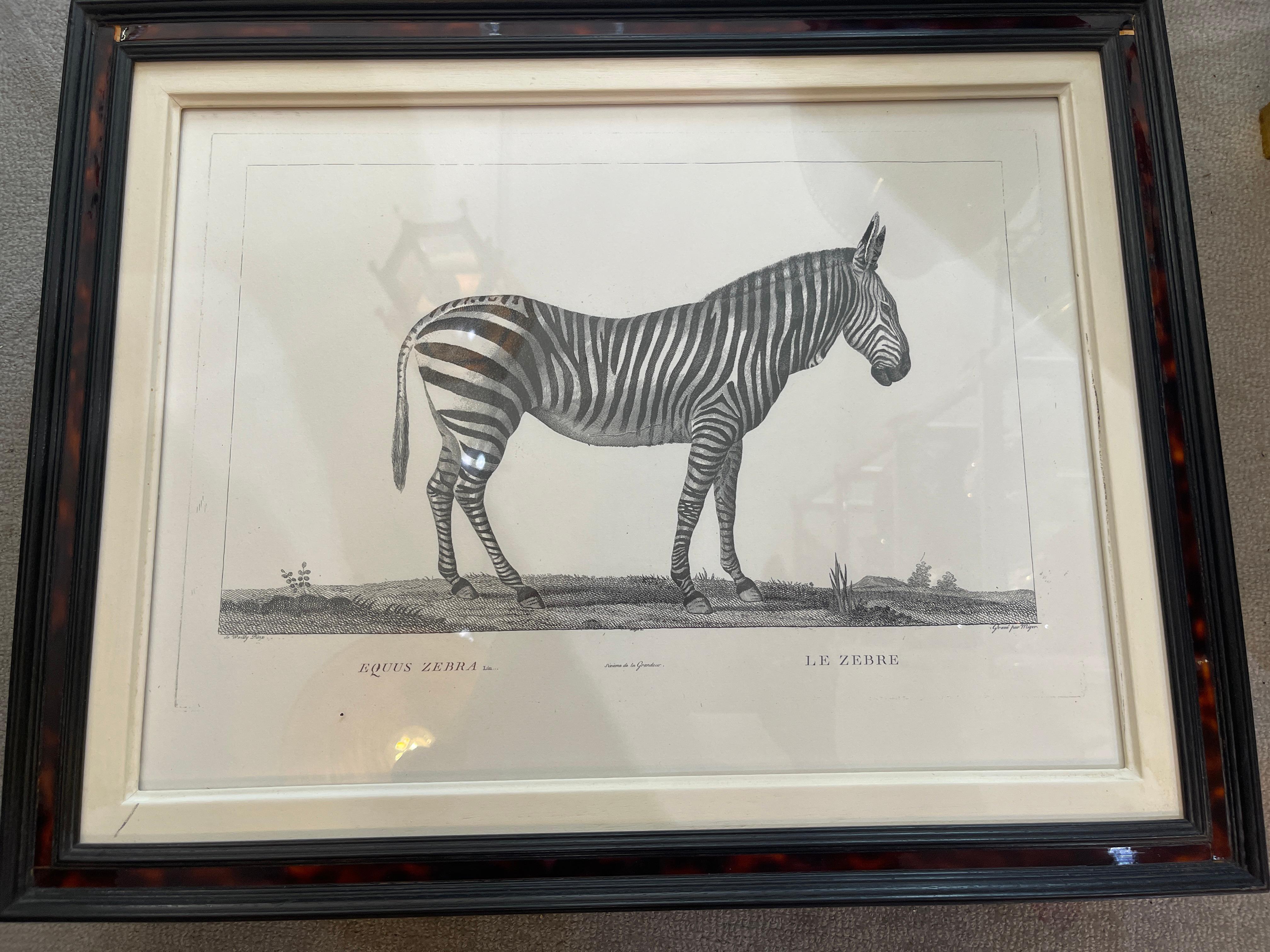 French Framed African Animal 18Th C Prints, Set of 11 1