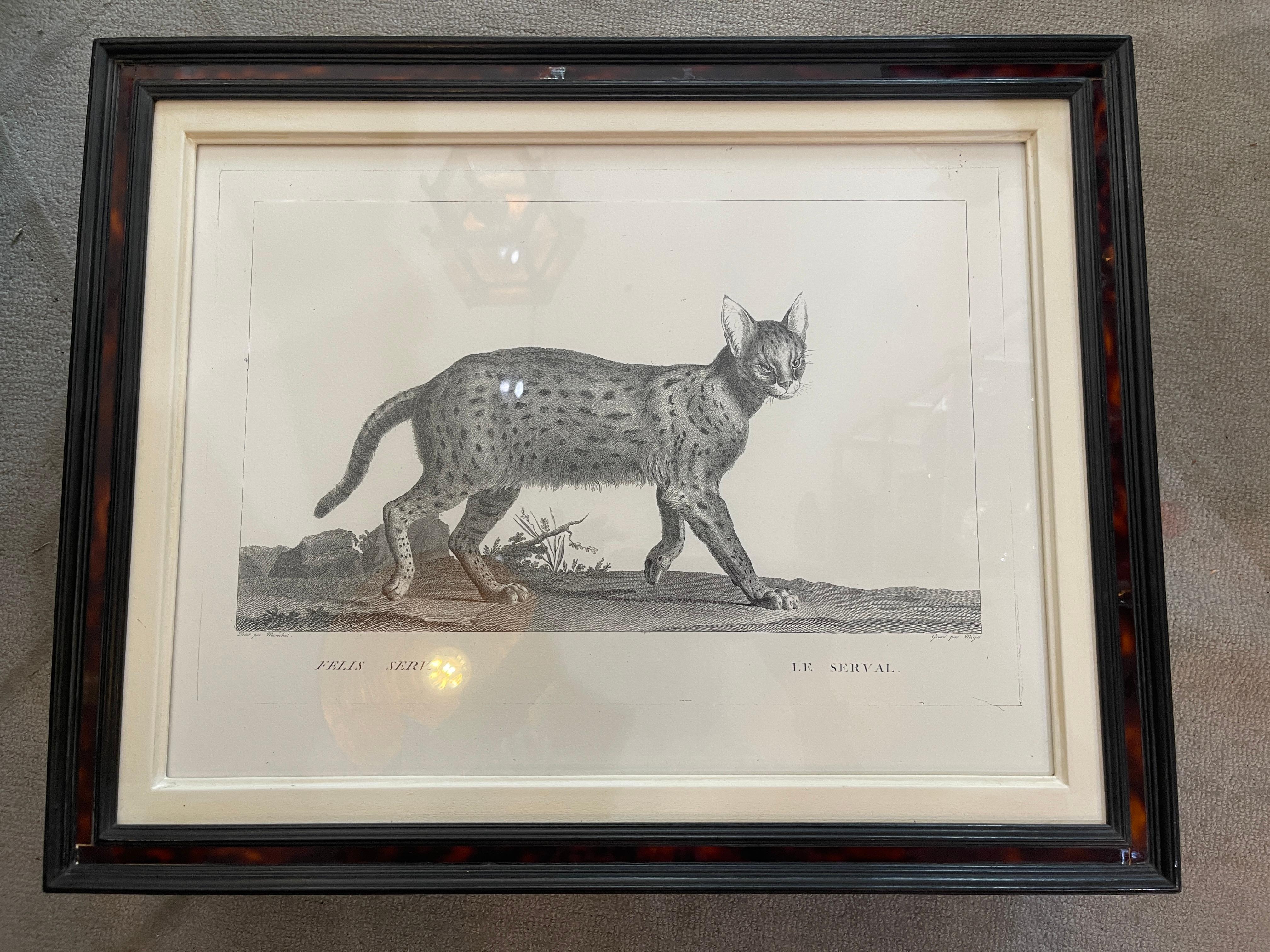 French Framed African Animal 18Th C Prints, Set of 11 2