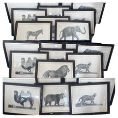 French Framed African Animal 18Th C Prints, Set of 11