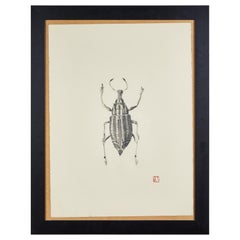 French Framed Insect Drawing