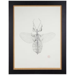 French Framed Insect Drawing