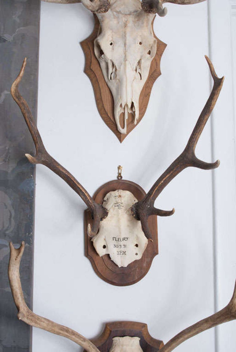 French Hunting Trophies Priced Individually For Sale at 1stDibs
