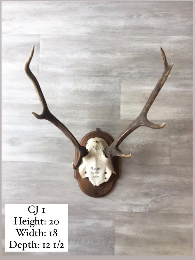 French Hunting Trophies Priced Individually For Sale at 1stDibs