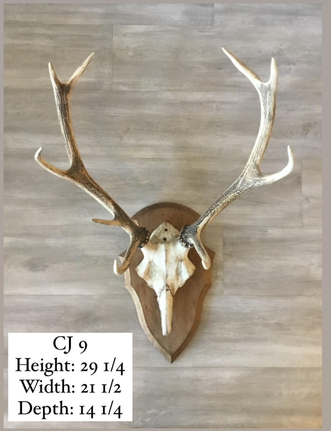 French Hunting Trophies Priced Individually For Sale 14