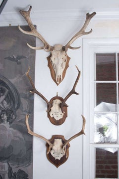 French Hunting Trophies Priced Individually