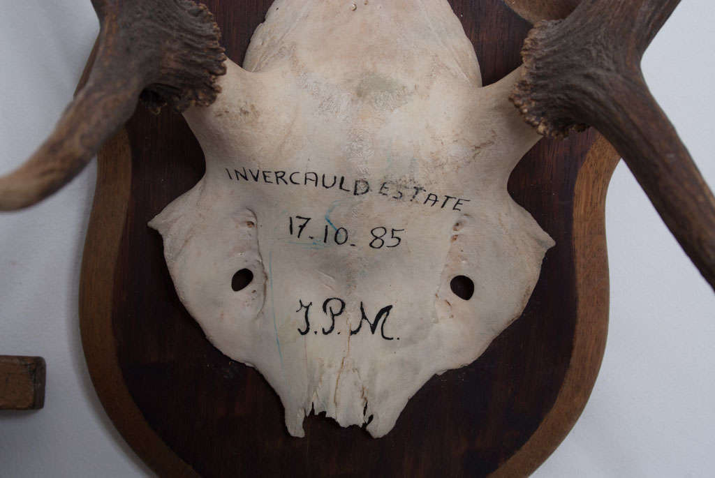 20th Century French Hunting Trophies Priced Individually For Sale
