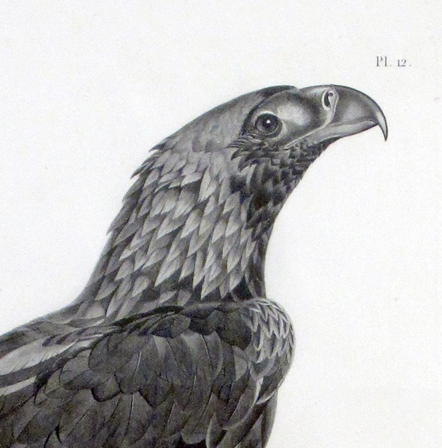 Grande gravure française d'un aigle par Savigny en vente 4