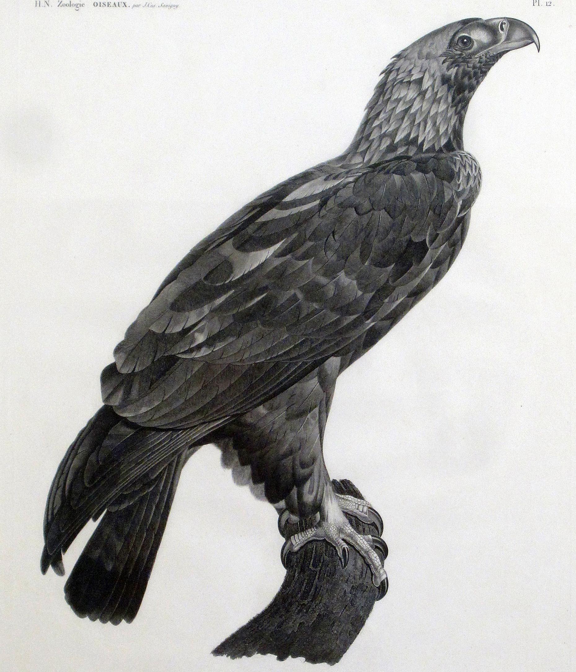 Grande gravure française d'un aigle par Savigny en vente 5