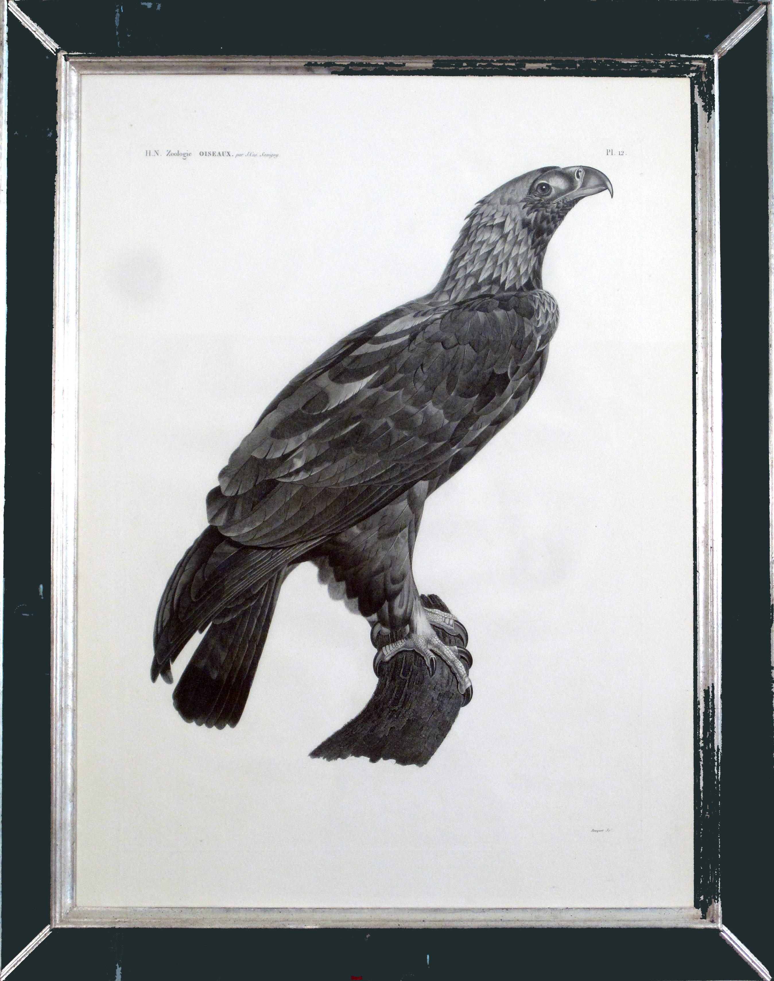 French Large Engraving of an Eagle by Savigny For Sale 7